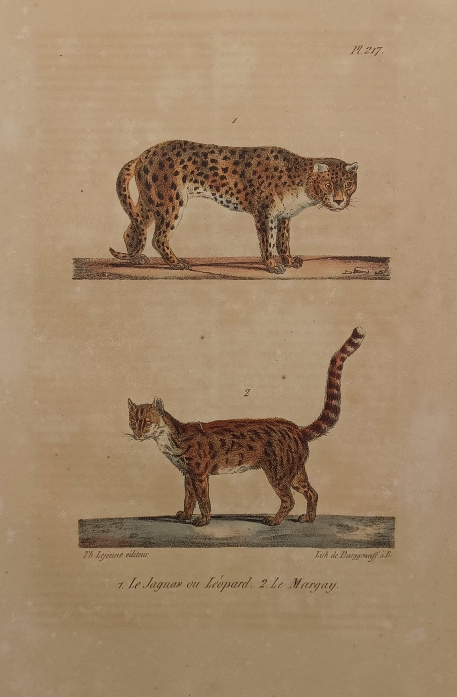 Théodore Lejeune – Study of Feline Species – Hand-coloured lithograph (19th Century) (1 of 2)