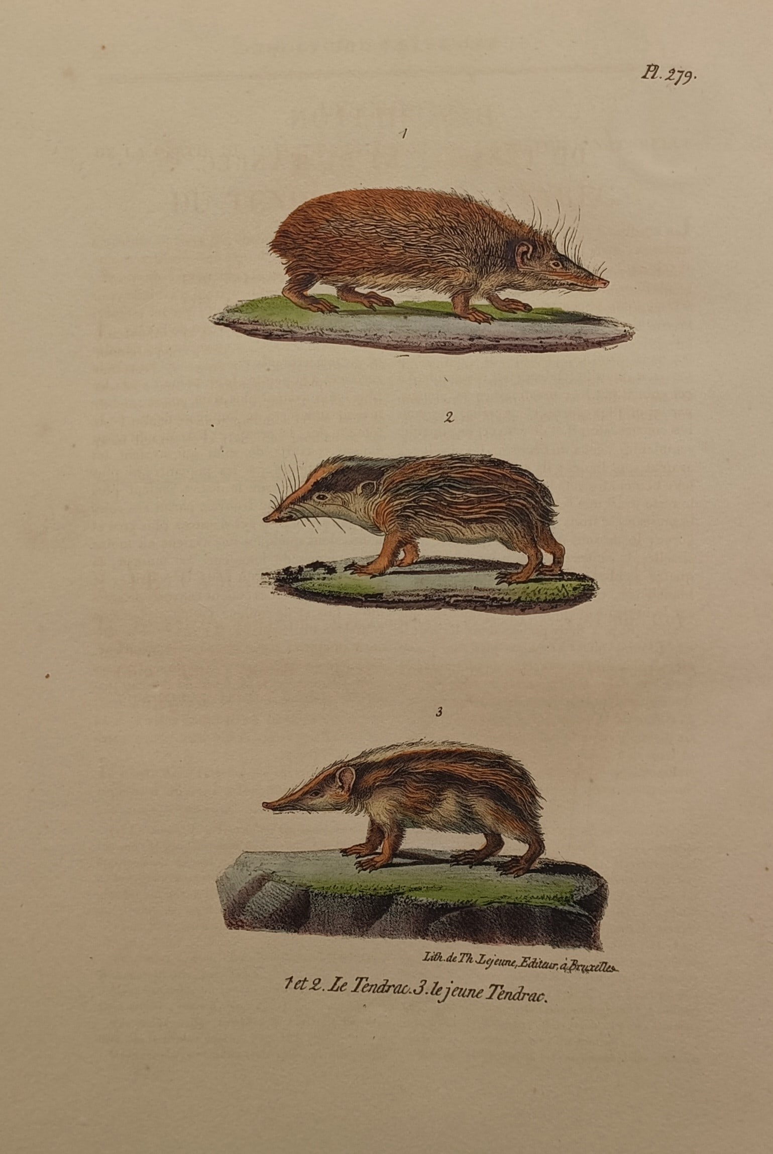 Théodore Lejeune (19th Century) – Study of Tenrec Species – Hand-coloured lithograph (1 of 2)