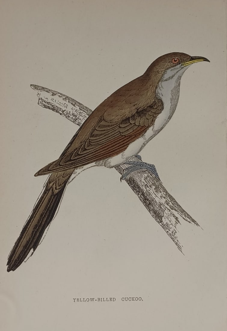 Francis Orpen Morris (1810–1893) – Yellow-Billed Cuckoo – Hand-coloured wood engraving (1851) (1 of 2)