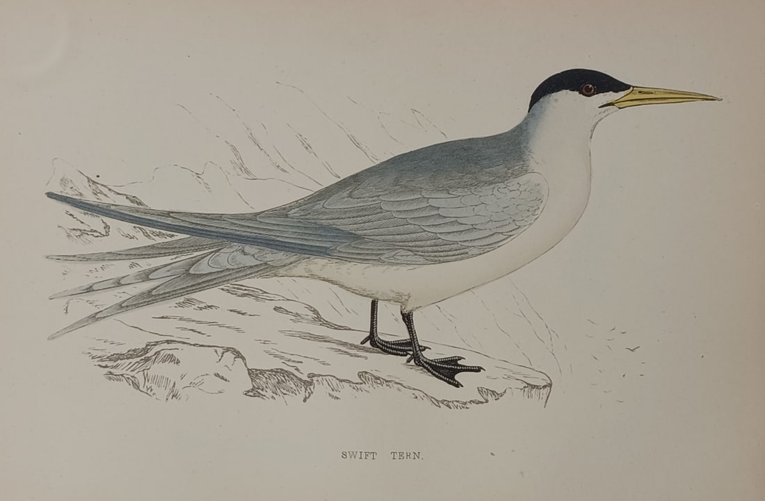 Francis Orpen Morris (1810–1893) – Swift Tern – Hand-coloured wood engraving (1851) (1 of 2)