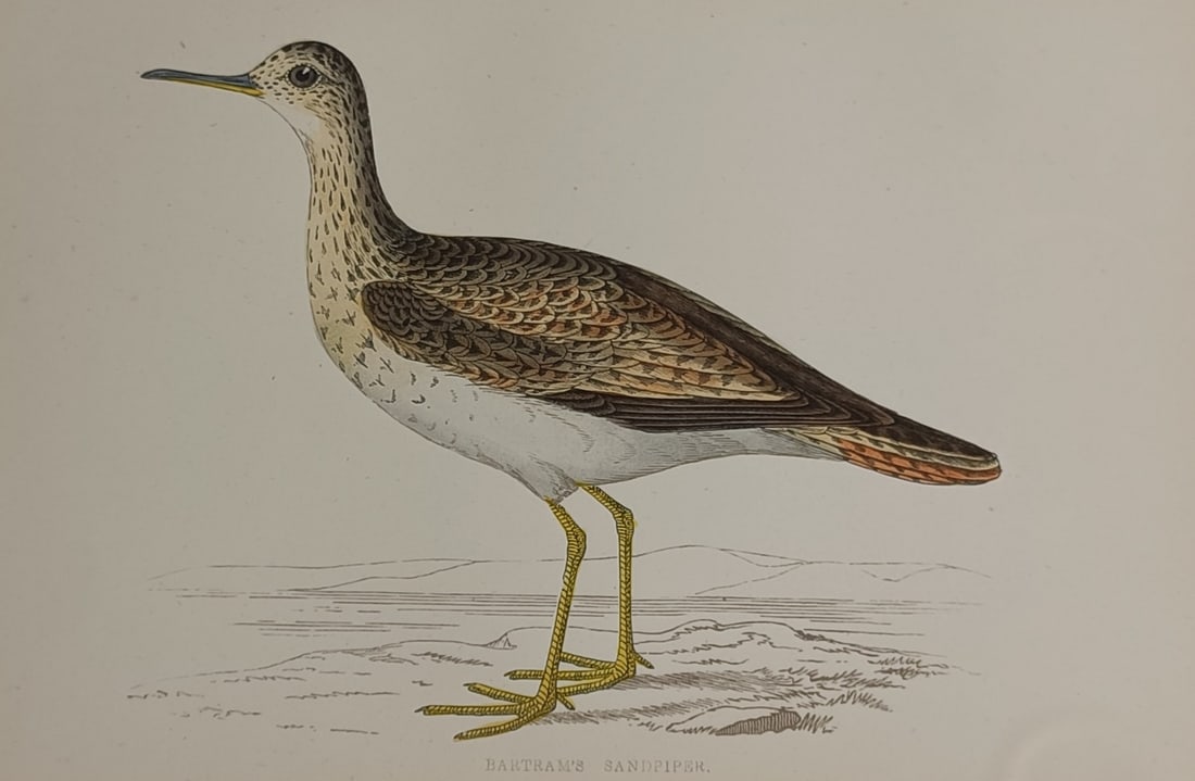 Francis Orpen Morris (1810–1893) – Bartram's Sandpiper – Hand-coloured wood engraving (1851) (1 of 2)