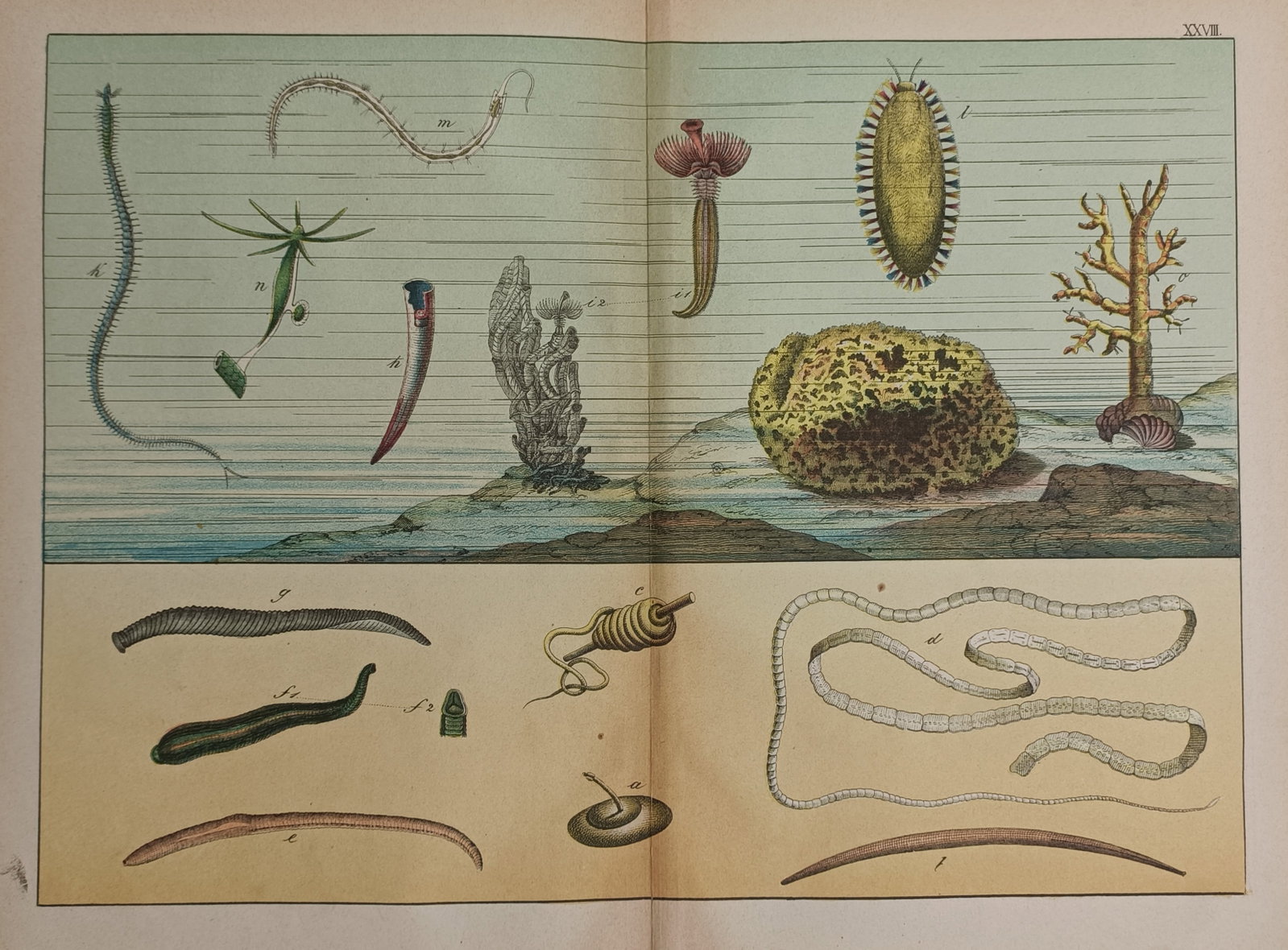 Gotthilf Heinrich von Schubert – Study of Marine and Parasitic Invertebrates (1 of 2)