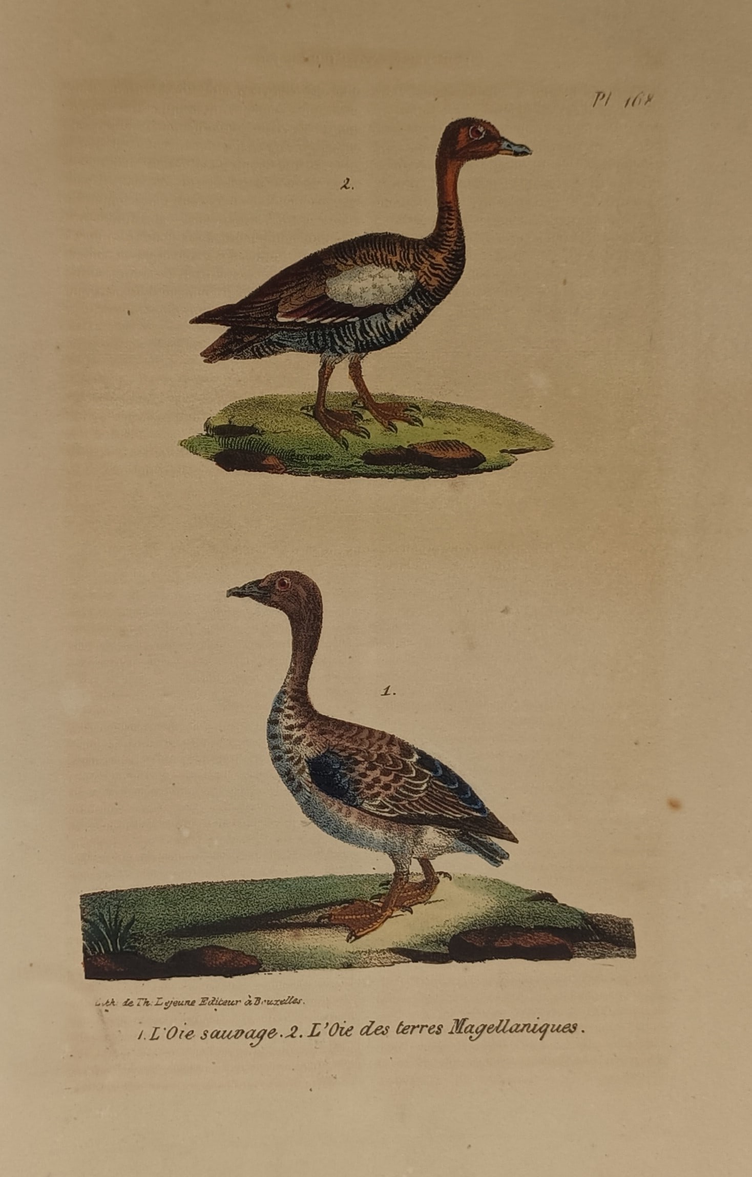 Théodore Lejeune – Study of Greylag Goose and Magellanic Goose – Hand-coloured lithograph (1 of 2)