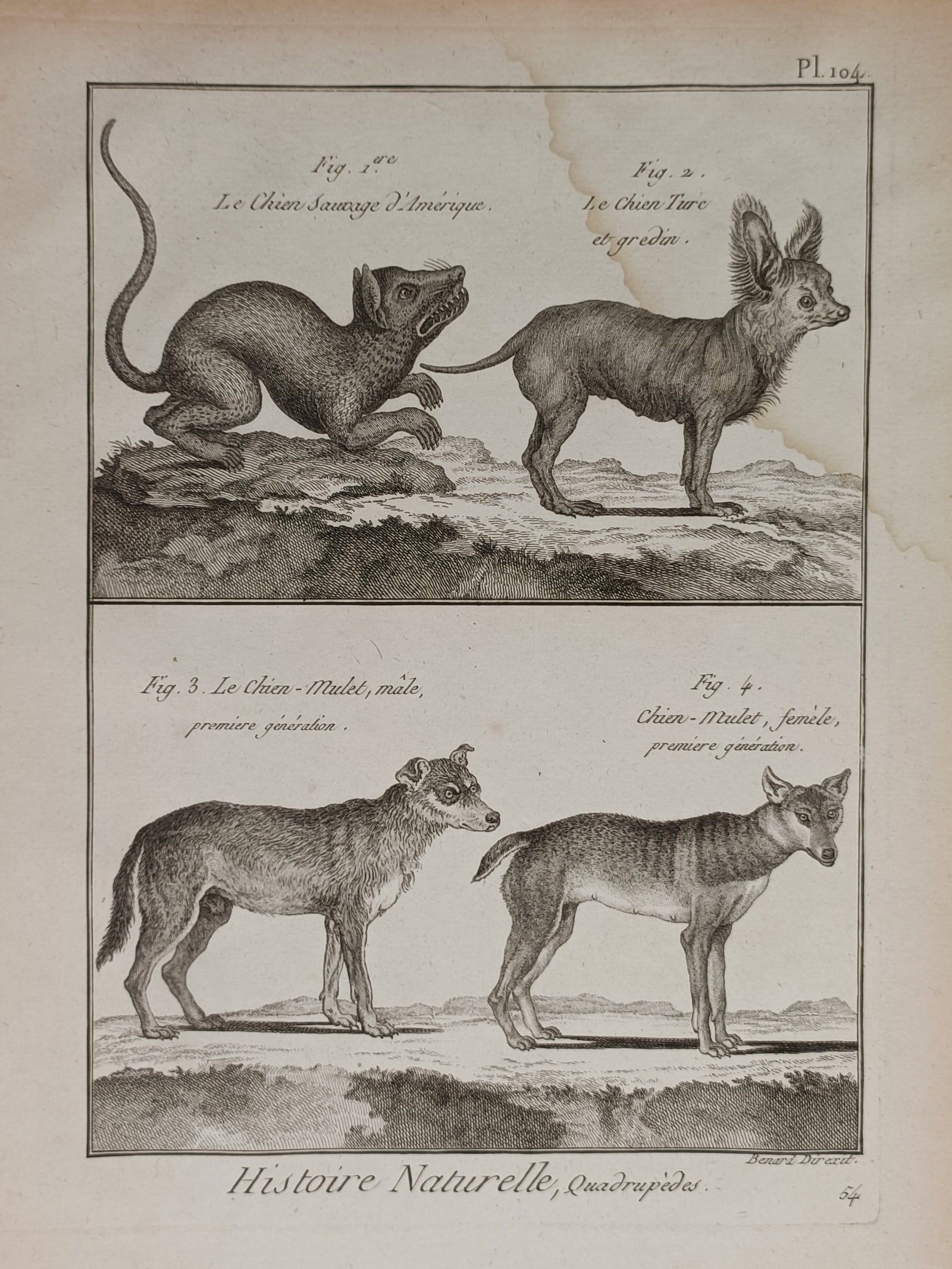 Robert Bénard – Study of Canines – Engraving (1768) (1 of 2)
