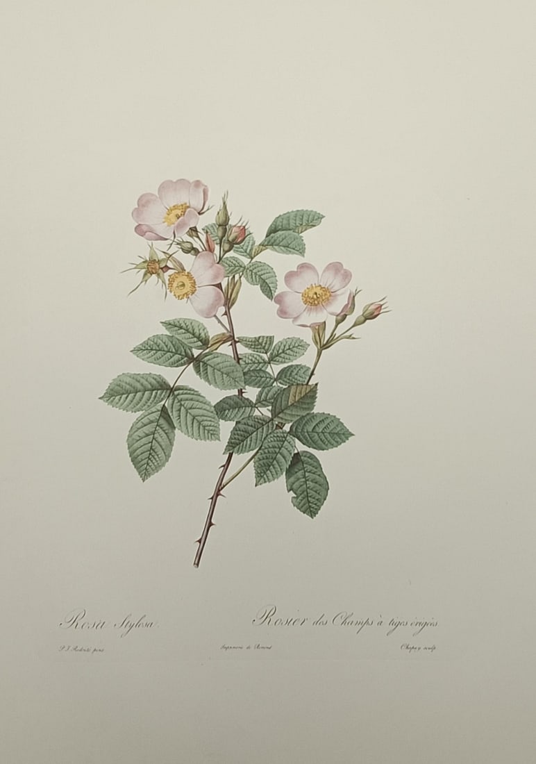 Pierre-Joseph Redouté (1759–1840), after – Study of Long-styled Rose – Offset print (20th (1 of 2)