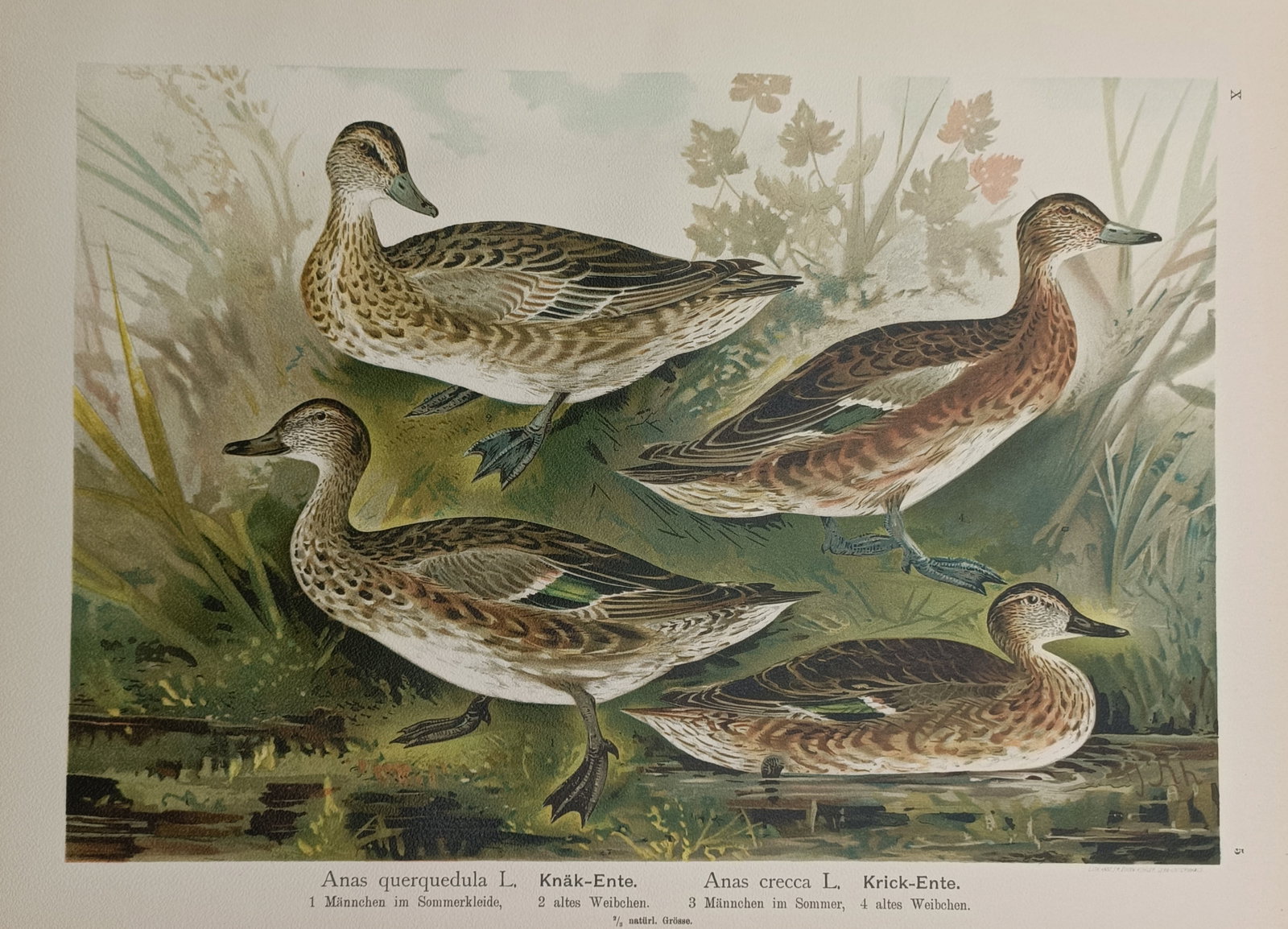 Johann Friedrich Naumann – Study of Garganey and Eurasian Teal Ducks – Lithograph (ca. 1900) (1 of 2)