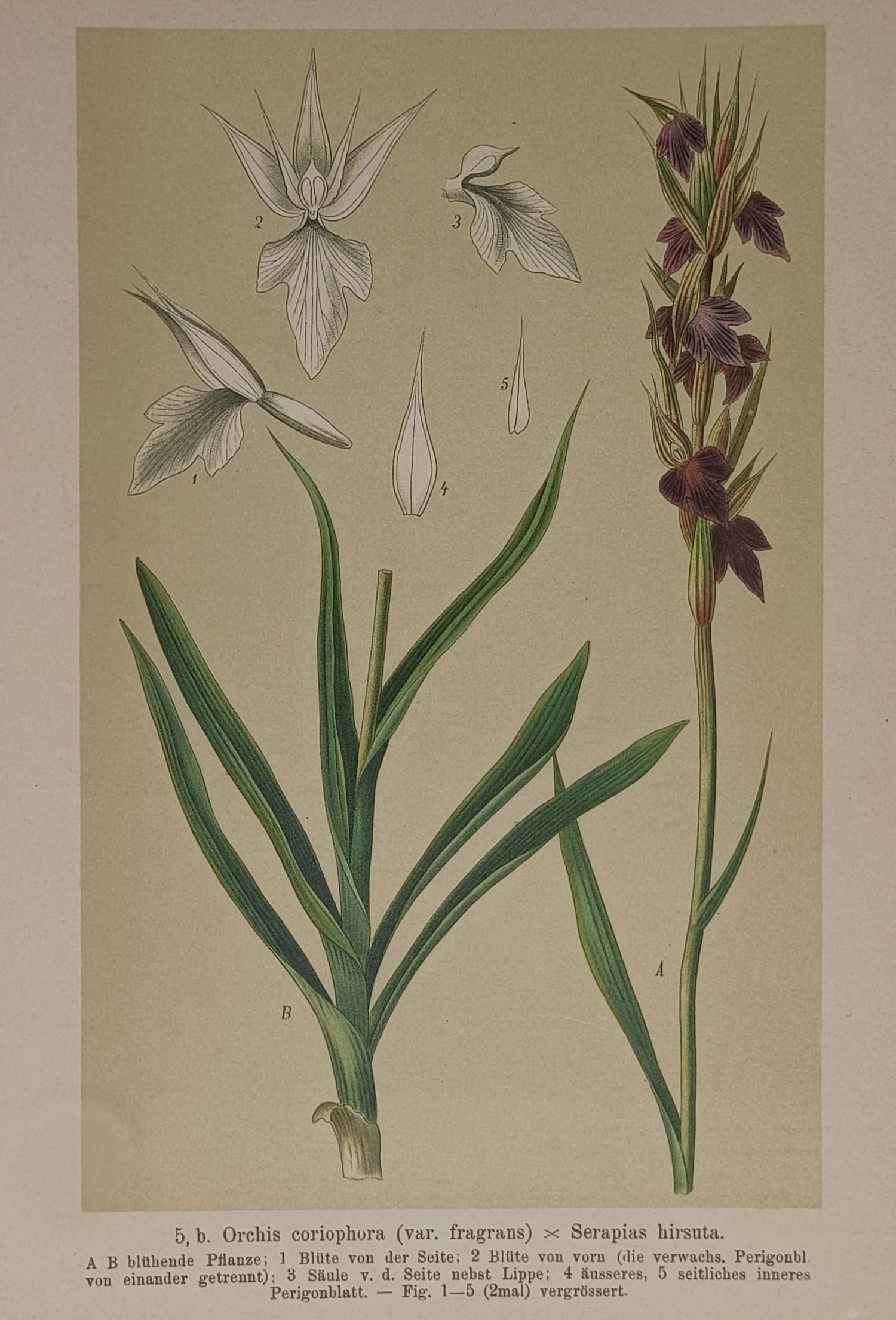 Max Schulze (1841–1915) – Botanical Study of Hybrid Orchid – Lithograph (1894) (1 of 2)