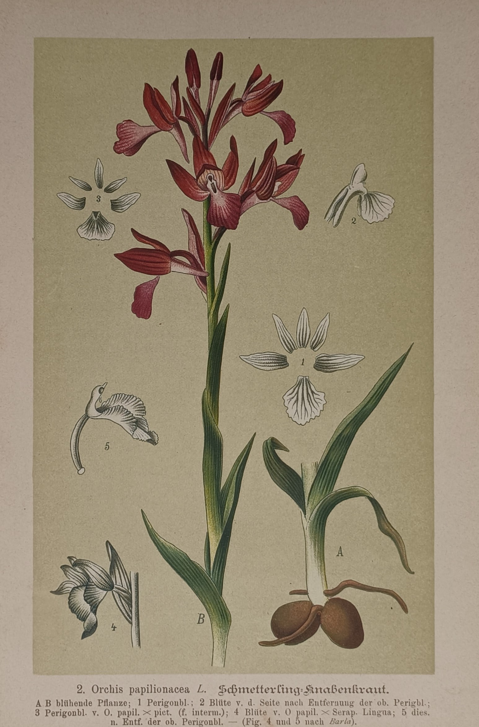 Max Schulze (1841–1915) – Botanical Study of Butterfly Orchid – Lithograph (1894) (1 of 2)