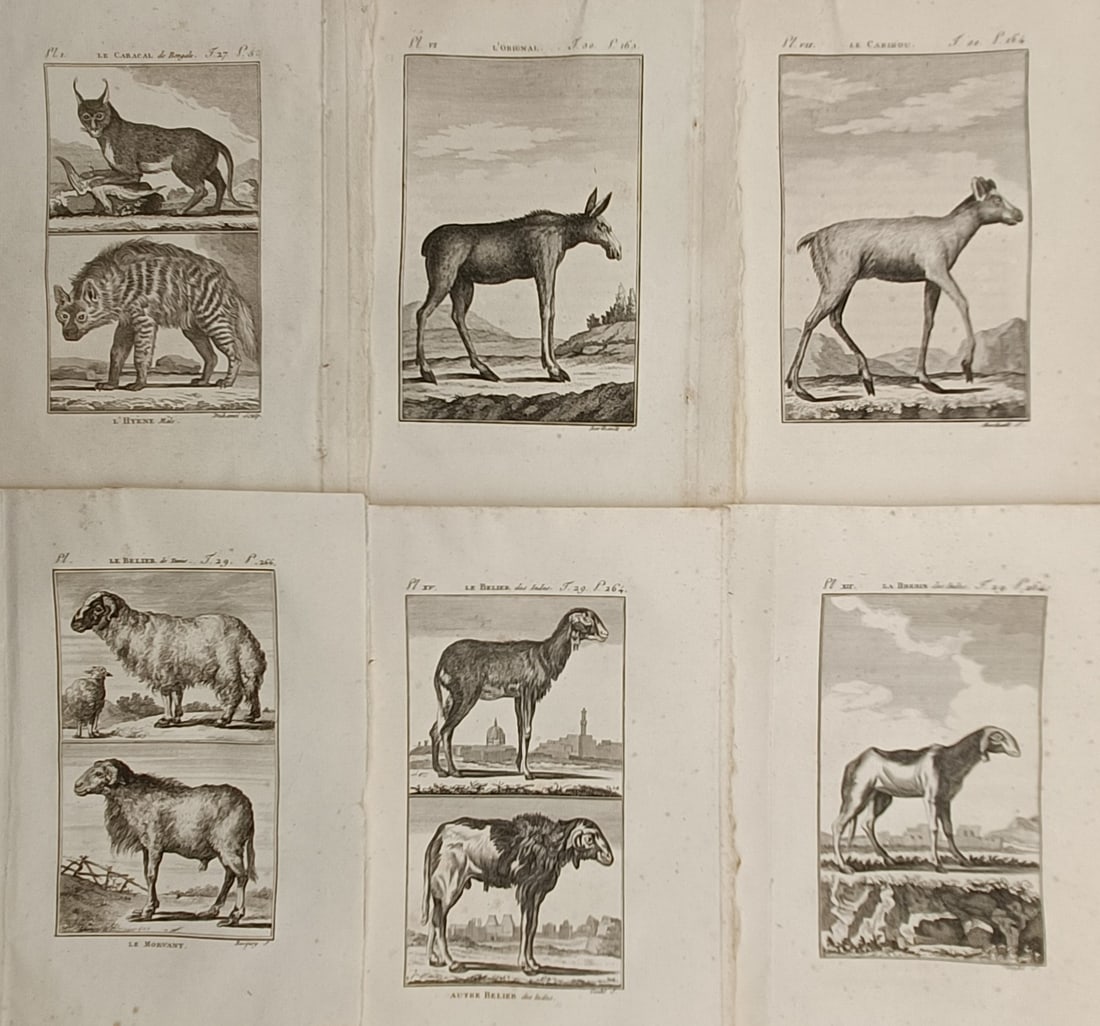 Georges-Louis Leclerc Comte de Buffon – Studies of Exotic Wild Mammals and Domesticated Sheep (1 of 2)