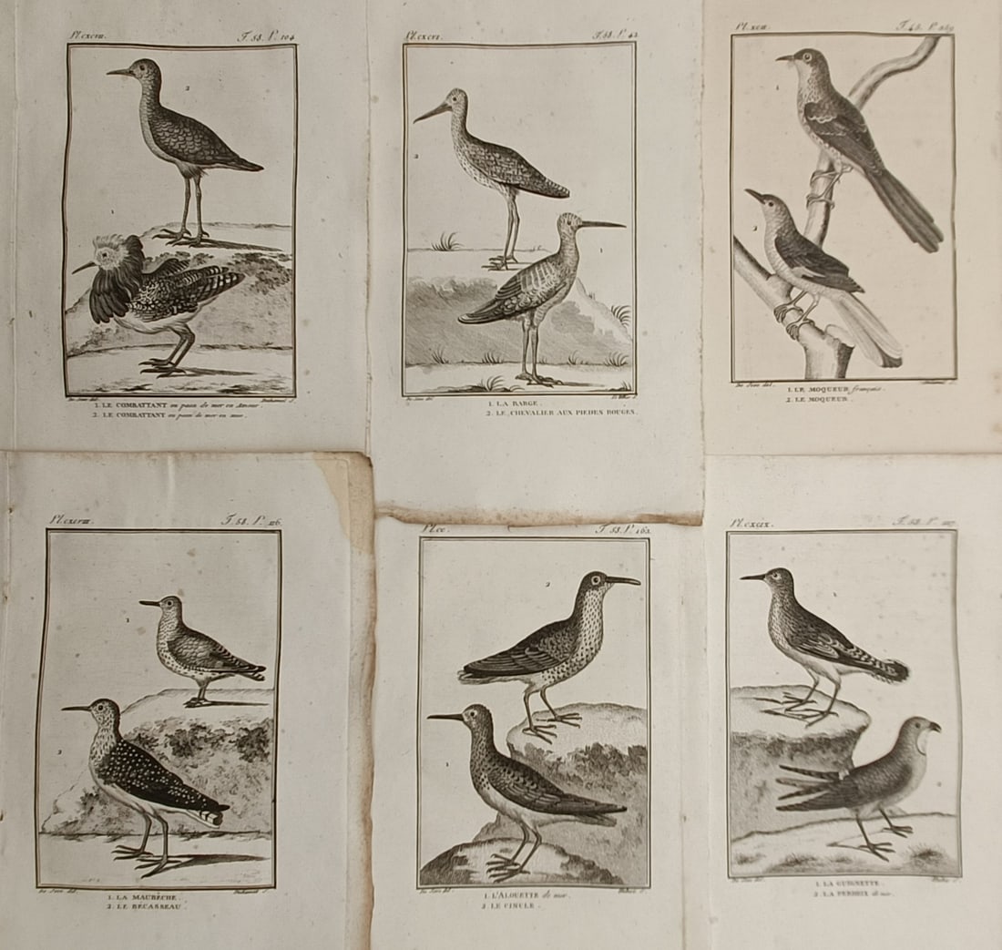 Georges-Louis Leclerc Comte de Buffon – Set of 6: Ornithological Studies of Wading Birds (1 of 2)
