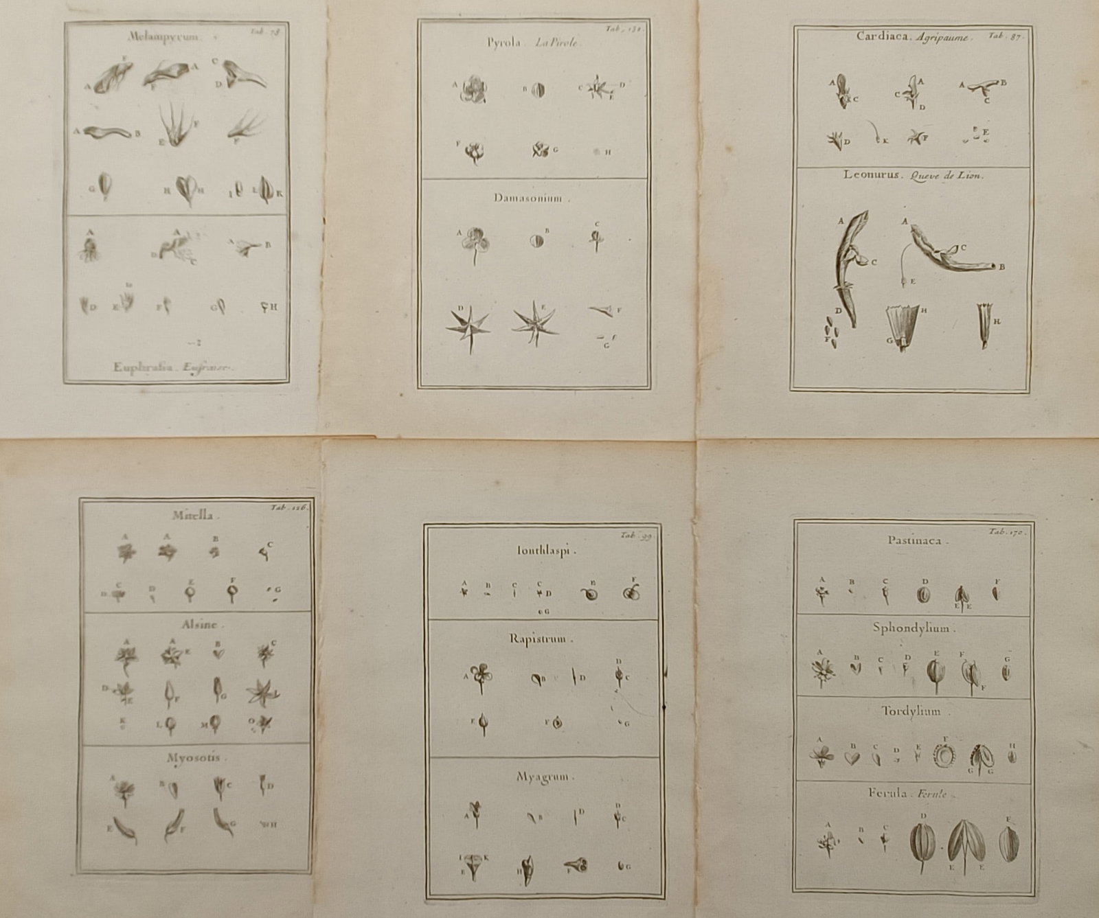Joseph Pitton de Tournefort – Set of 6: Botanical Studies of Floral and Seed Structures – (1 of 2)
