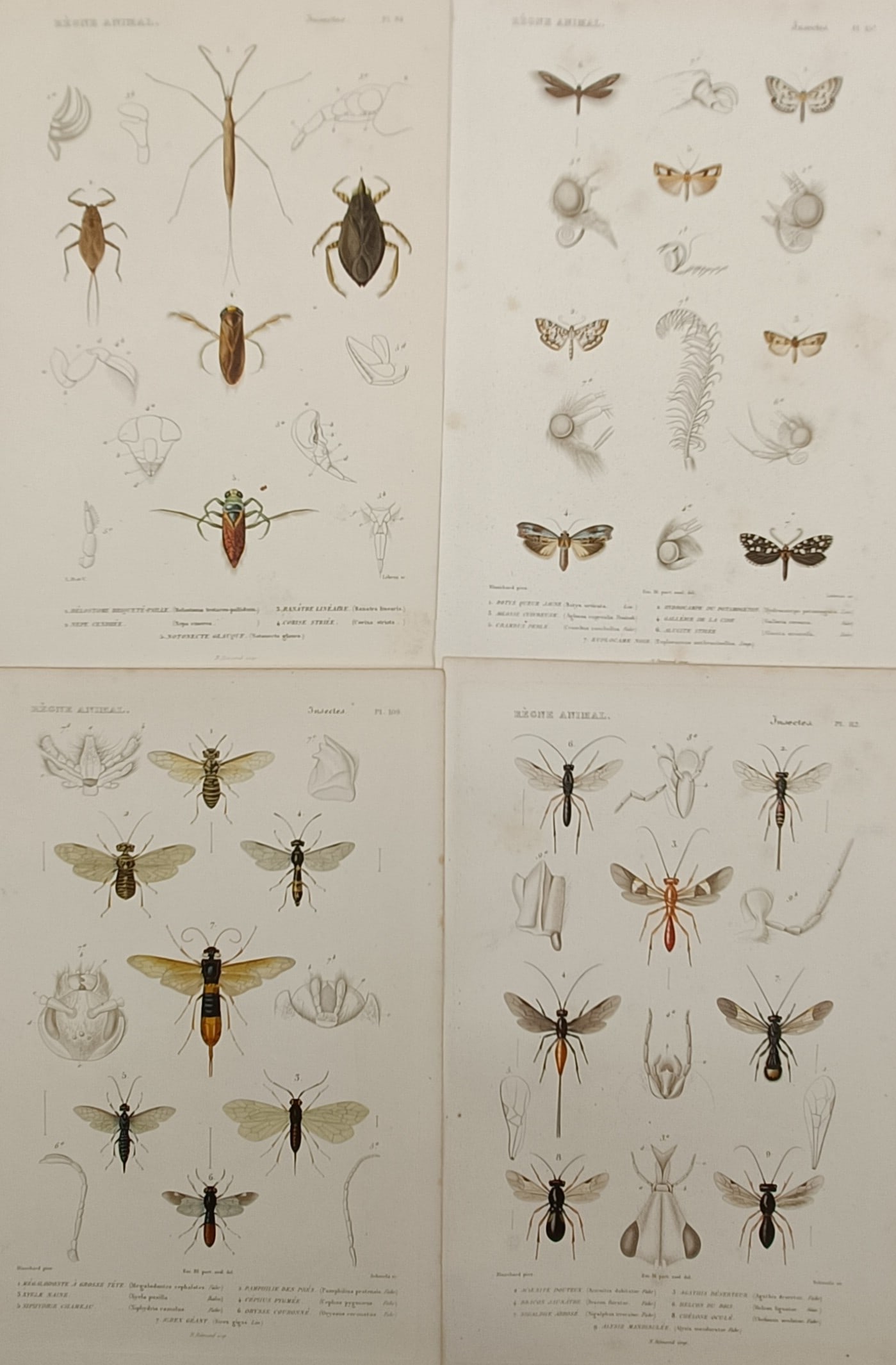 Georges-Louis Cuvier – Set of 4: Entomological Studies of Insects and Moths (1 of 2)