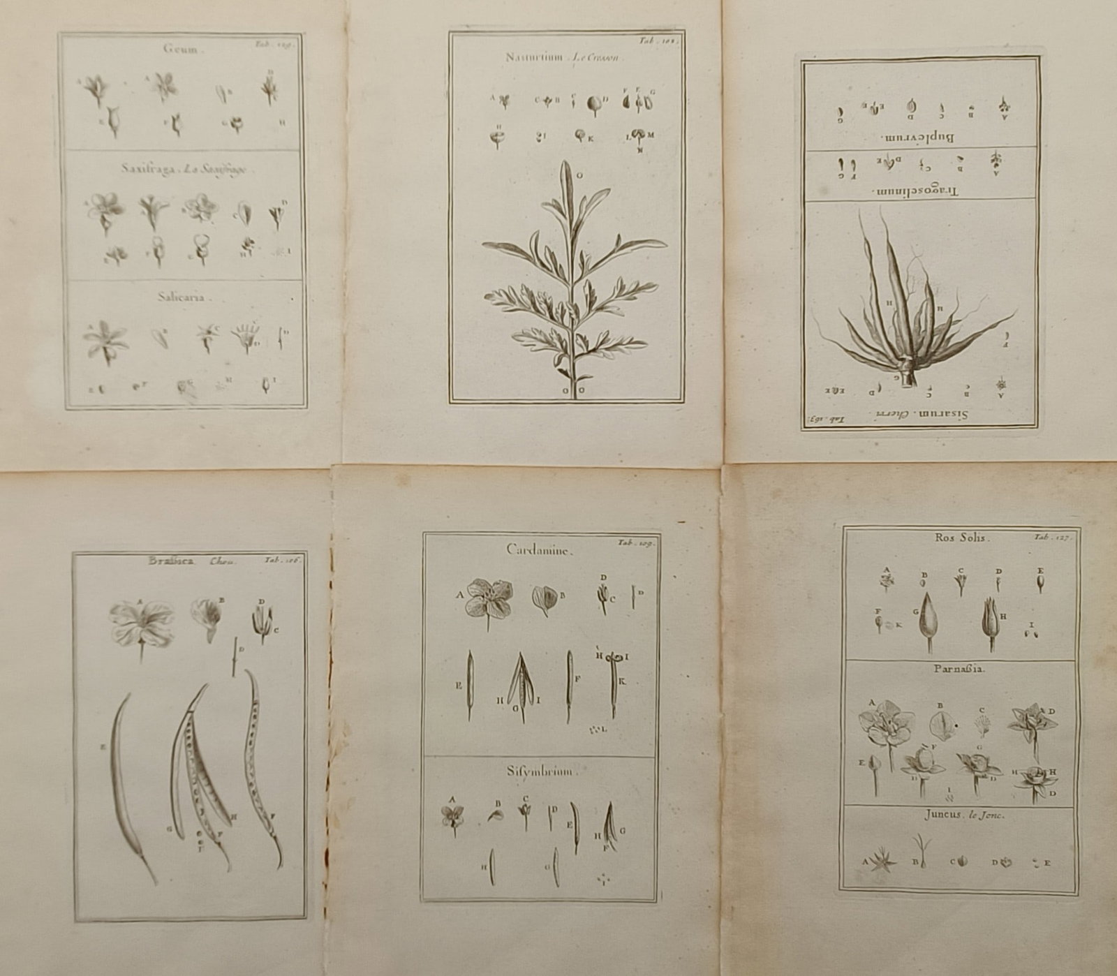 Joseph Pitton de Tournefort – Set of 6: Botanical Analyses of Flowers, Seeds, and Pods – (1 of 2)