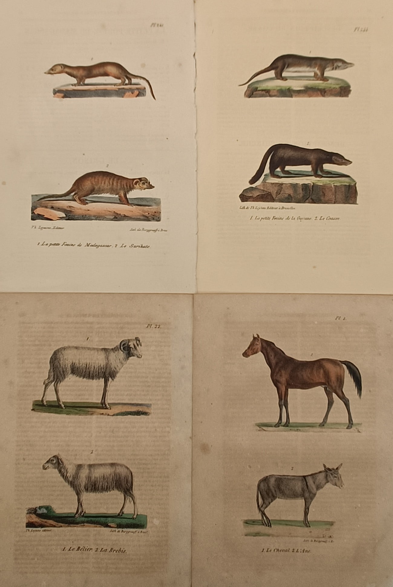 Théodore Lejeune – Set of 4: Zoological Studies of Mammals – Hand-coloured lithograph (1 of 2)