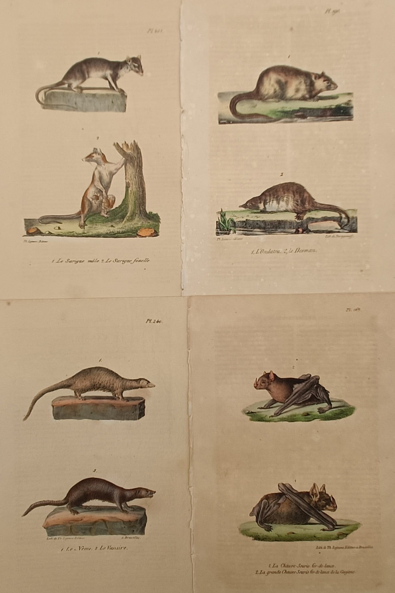 Théodore Lejeune – Set of 4: Zoological Studies of Marsupials, Rodents, and Bats (1 of 2)