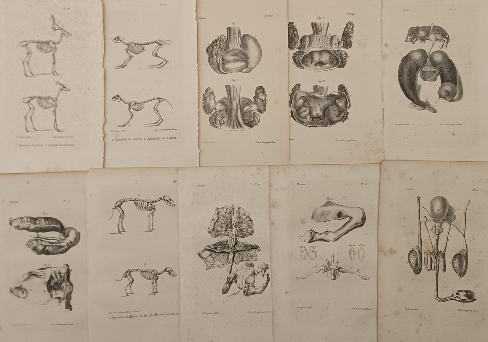 Théodore Lejeune – Set of 10: Comparative Anatomical and Skeletal Studies of Mammals: Collection d'Anatomie Comparee. This set of ten lithographs presents comprehensive comparative anatomical and skeletal studies of various mammalian species, showcasing detailed structural plates that 