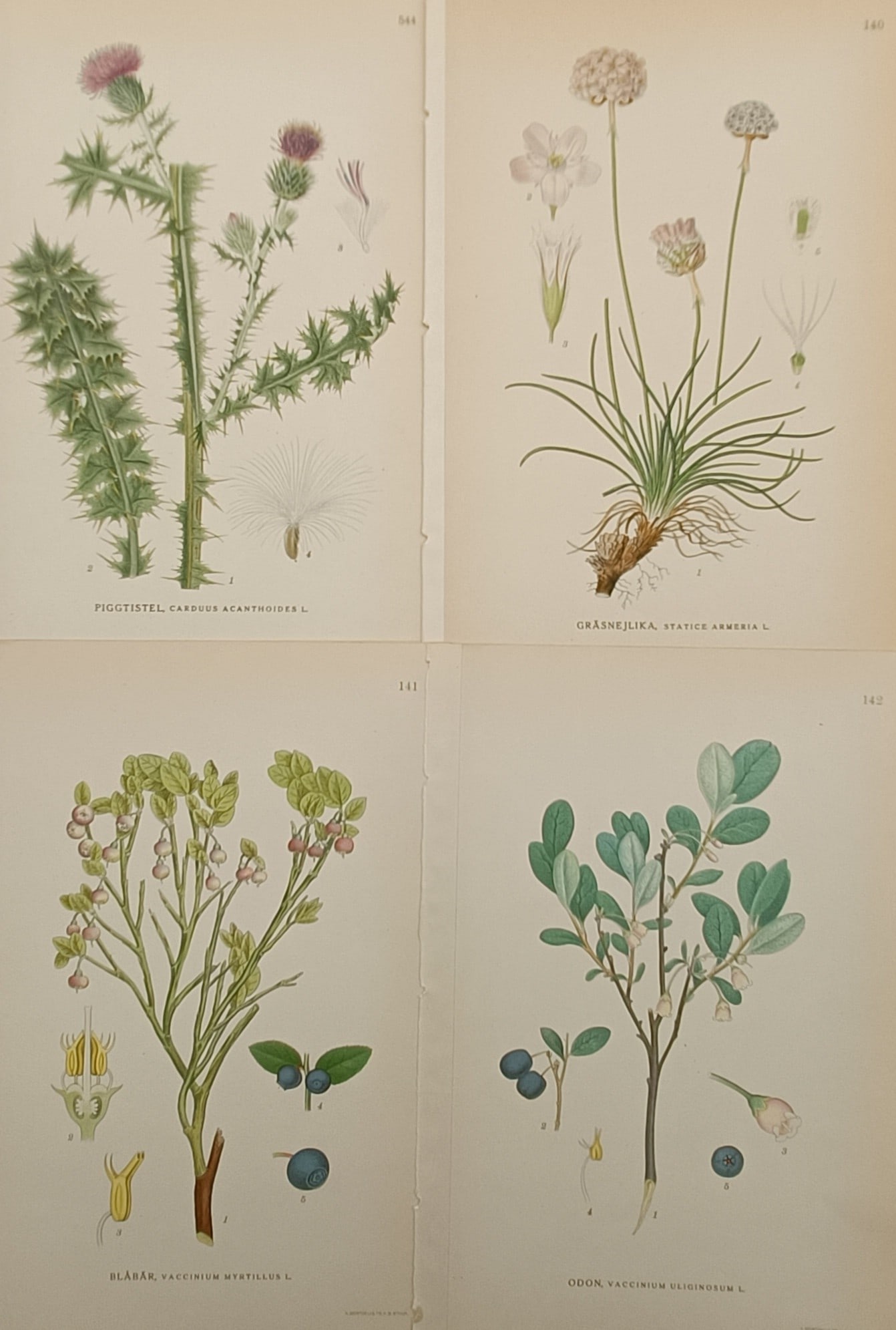 Carl Lindman – Set of 4: Botanical Studies of Nordic Flora Including Thistle and Berries – (1 of 2)