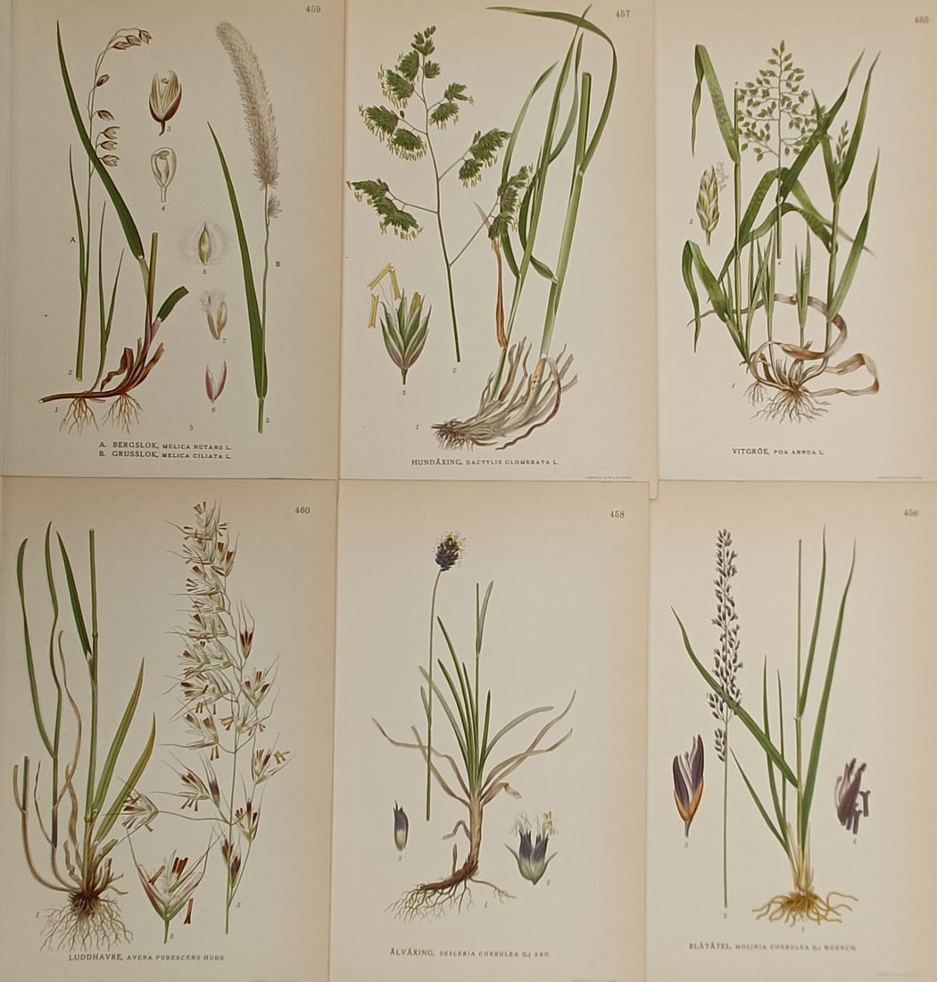 Carl Lindman – Set of 6: Botanical Studies of Nordic Grasses – Lithograph (1901–1905) (1 of 2)