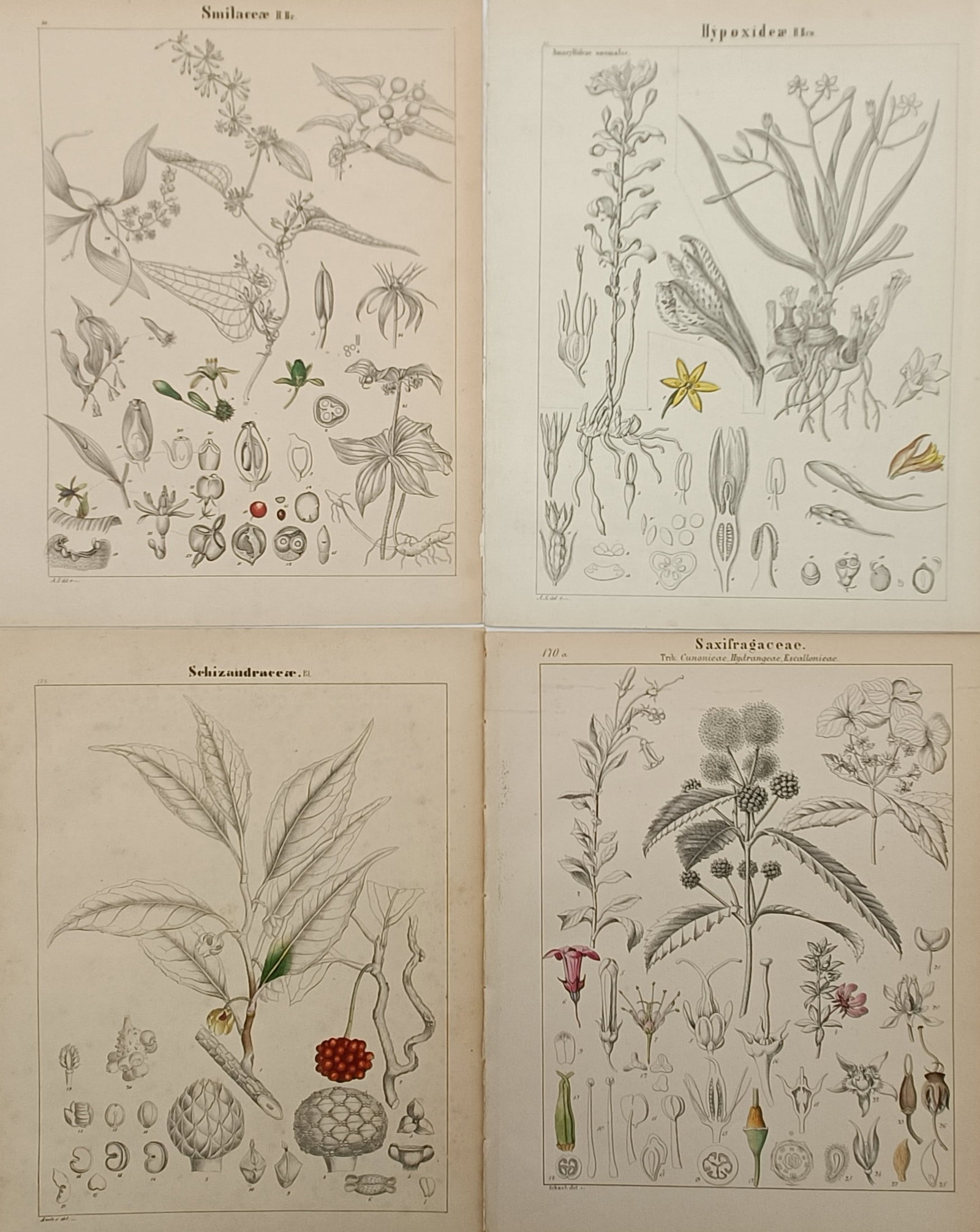 Adalbert Schnizlein – Set of 4: Analysis of Global Plant Families Including Saxifragaceae (1 of 2)