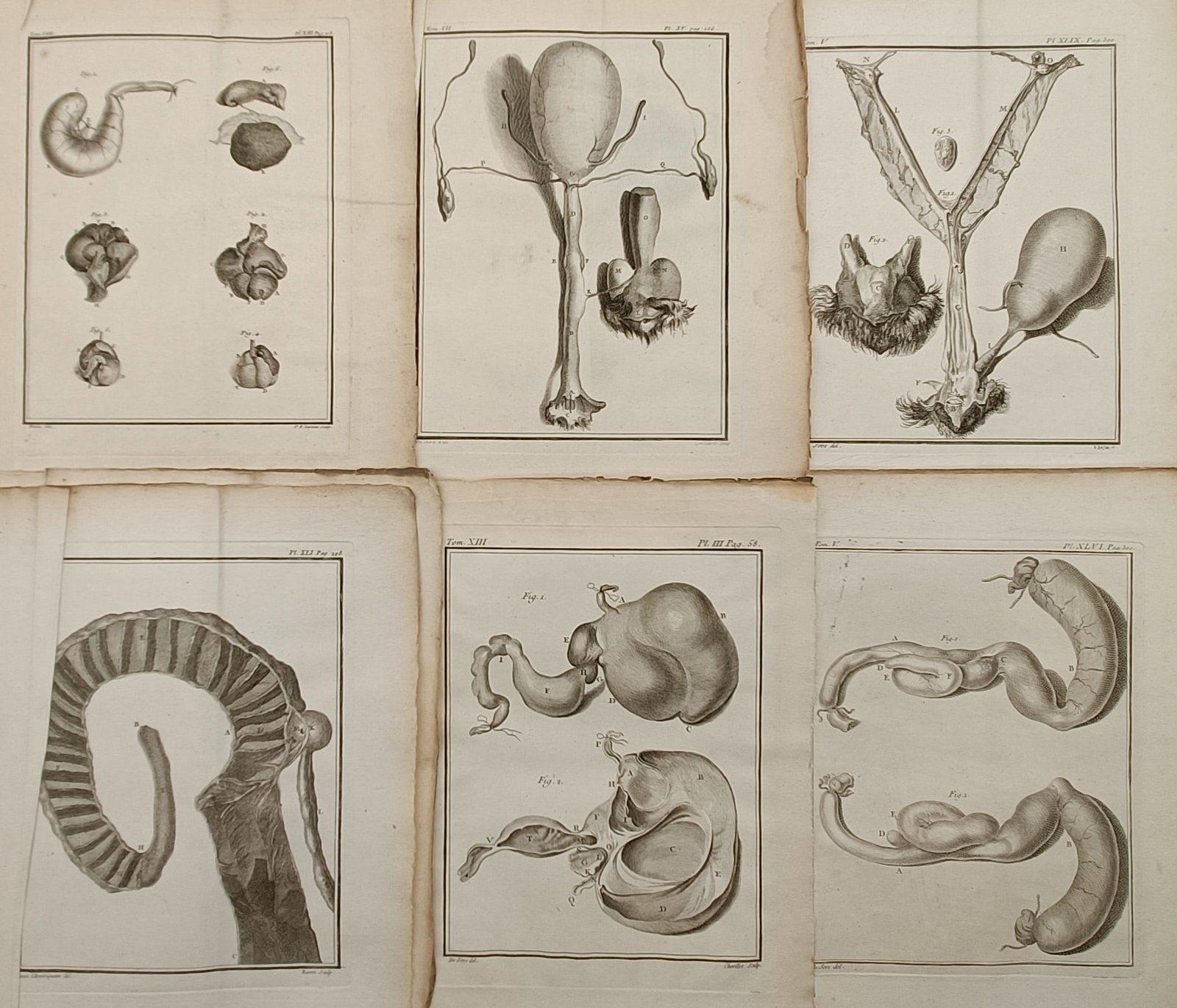Georges-Louis Leclerc Comte de Buffon – Set of 6: Studies of Mammalian Organs – Engraving (1 of 2)