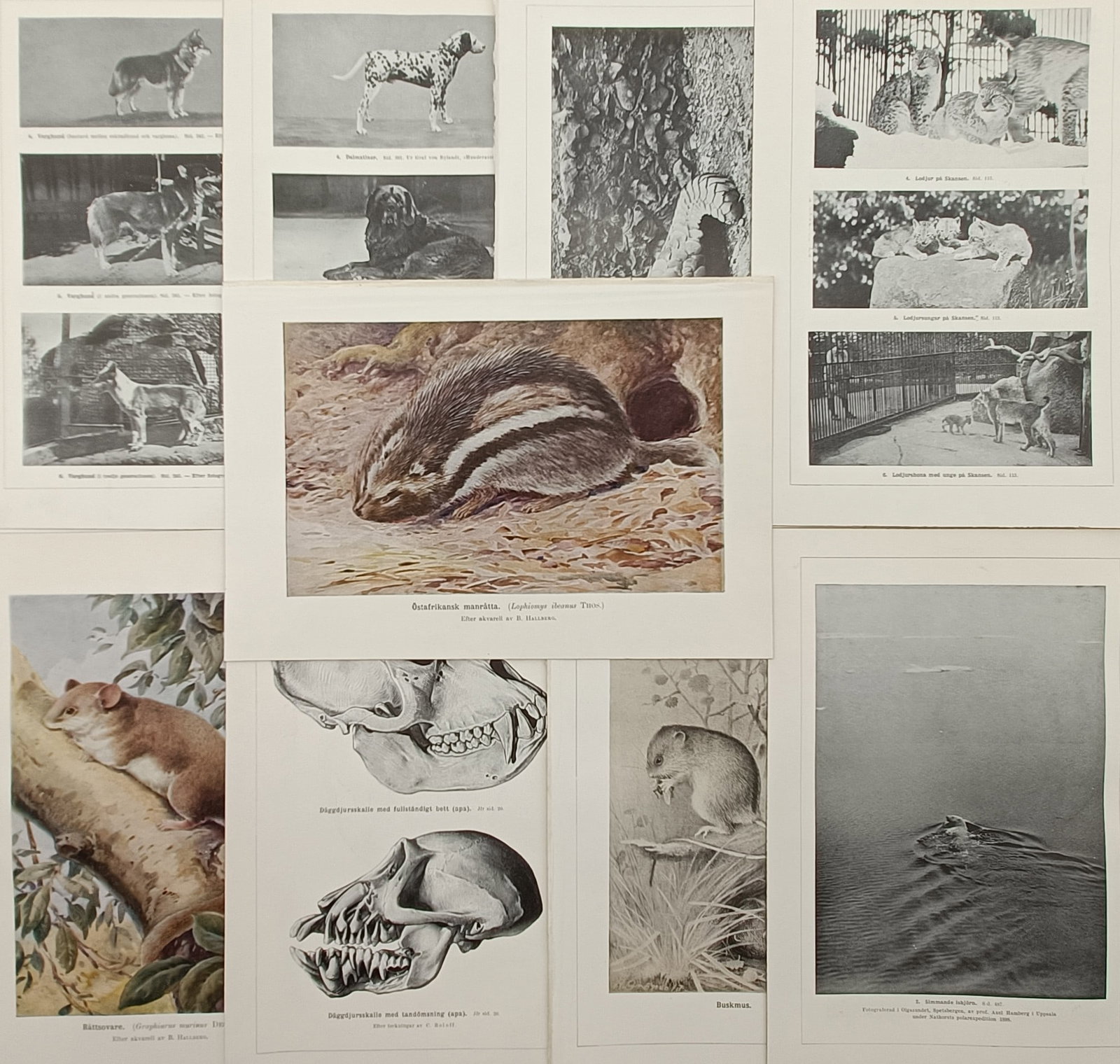 Alfred Brehm,after – Set of 10: Zoological Studies of Mammals, Carnivores, and Cranial Anatomy (1 of 2)