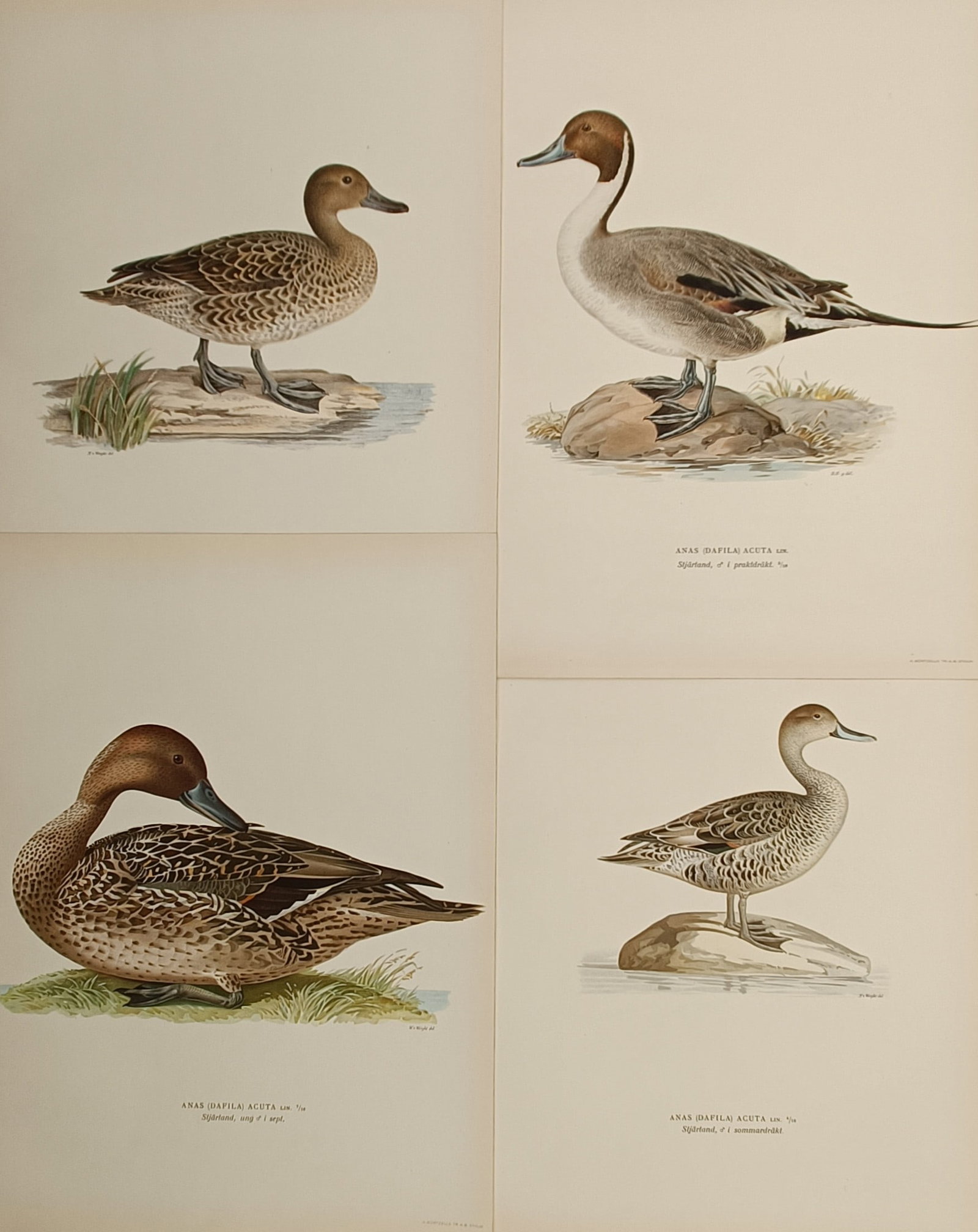 Wilhelm von Wright – Set of 4: Ornithological Studies of Northern Pintails in Seasonal Plumage (1 of 2)