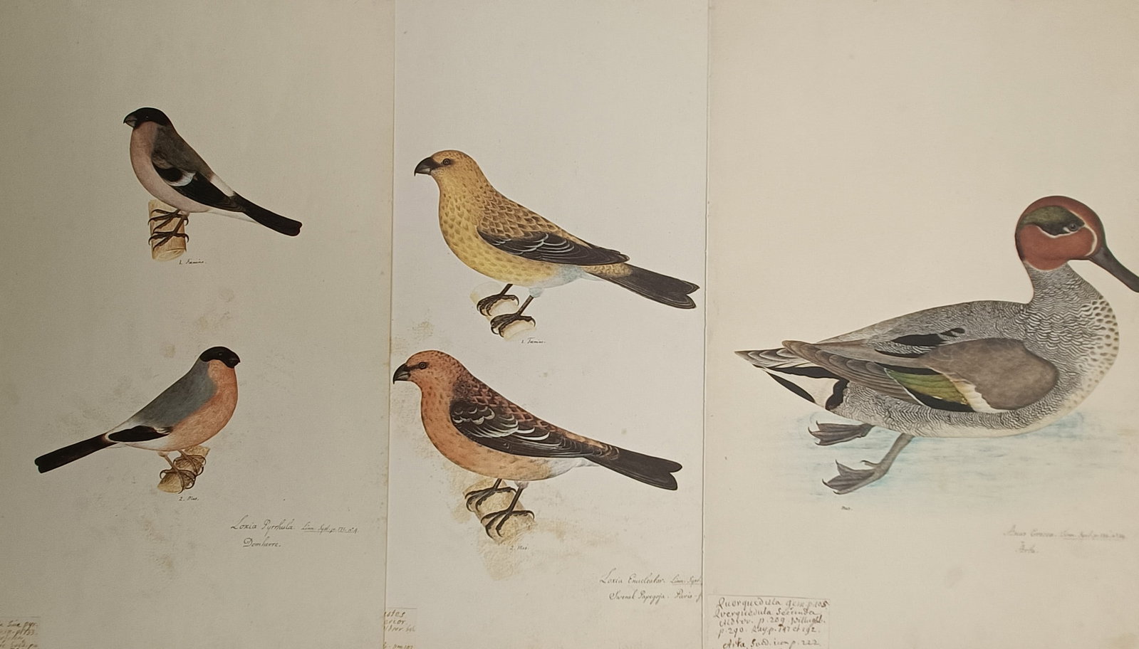 Olof Rudbeck the Younger, after – Set of 3: Ornithological Studies of Swedish Avifauna (1 of 2)