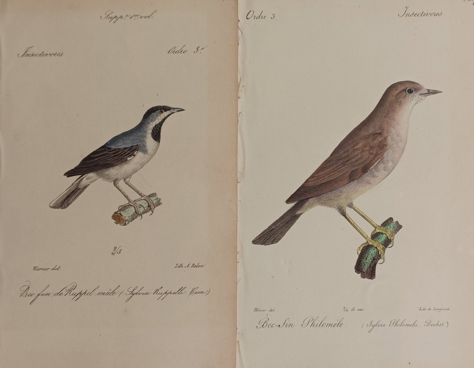 Jean-Charles Werner – Set of 2: Studies of Insectivorous Warblers and Nightingales (1 of 2)