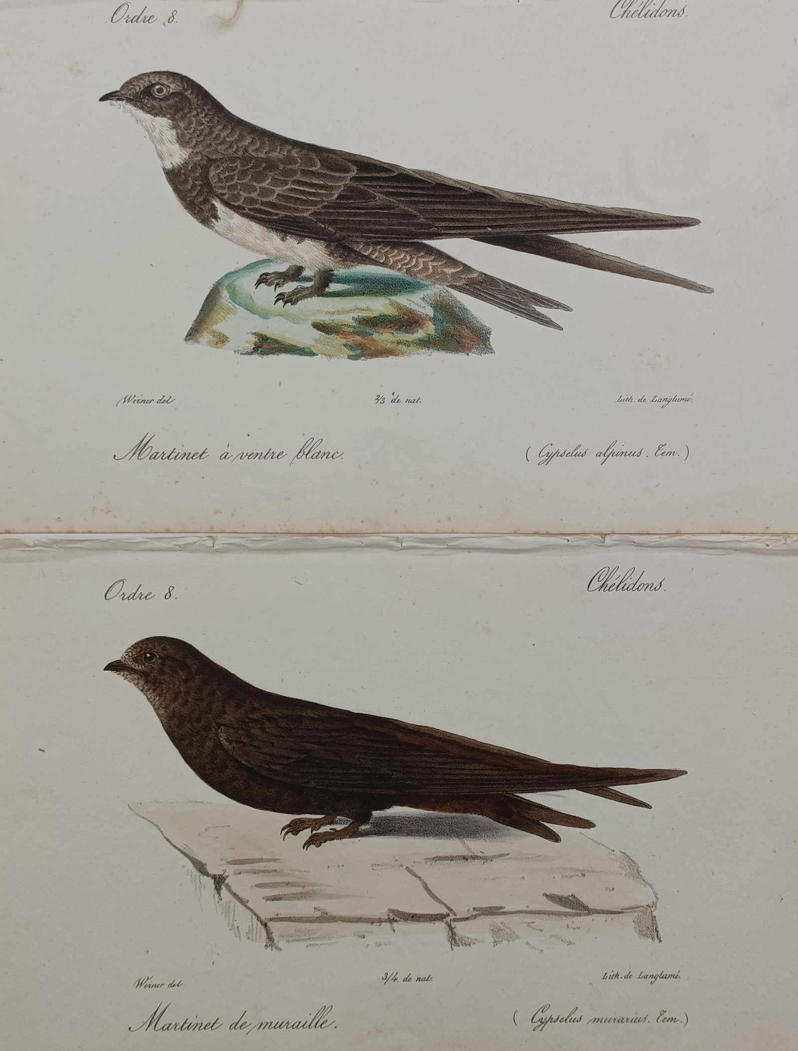 Jean-Charles Werner – Set of 2: Ornithological Studies of Swifts – Hand-coloured lithograph (1 of 2)