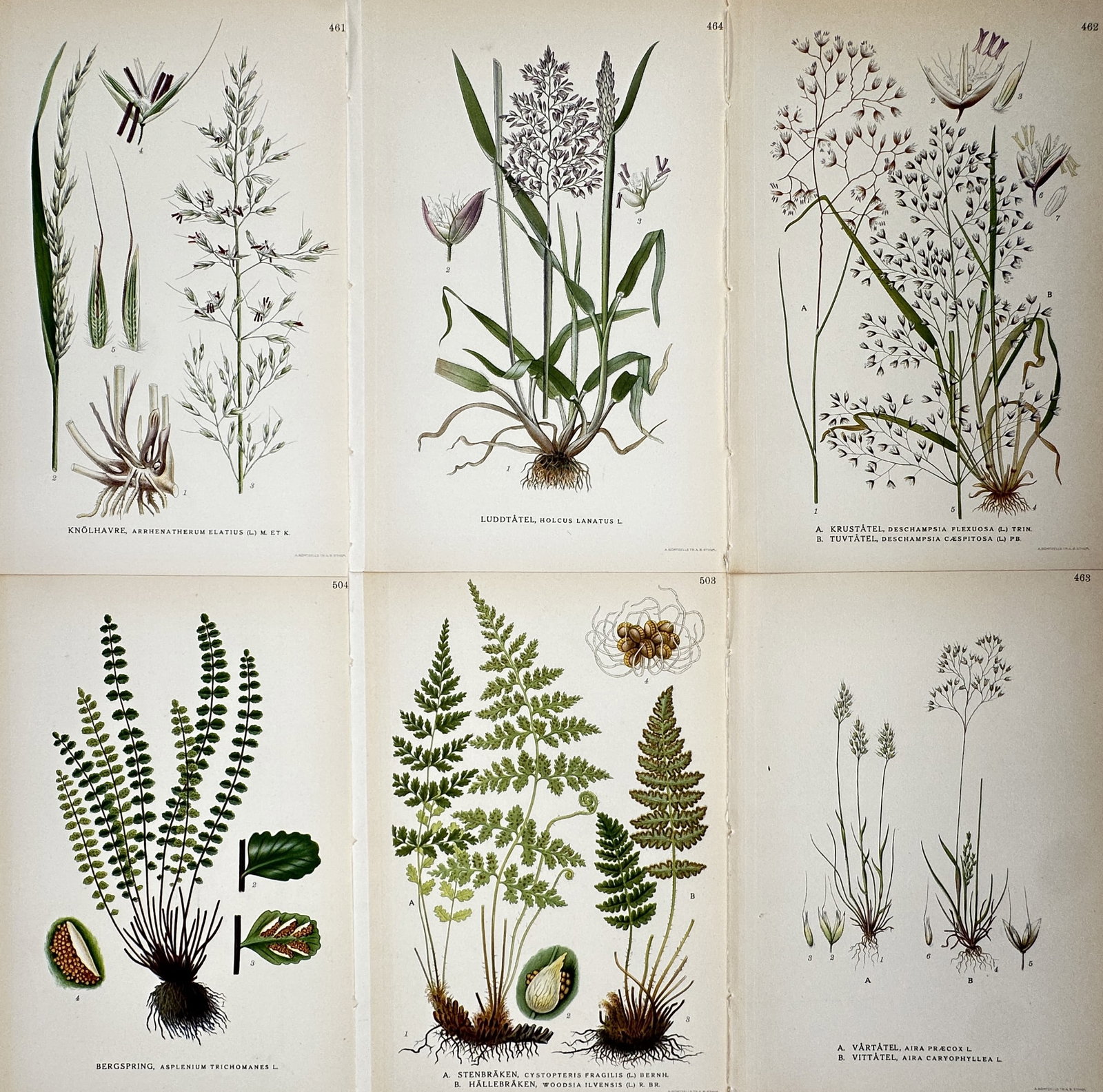 Carl Lindman – Set of 6: Botanical Studies of Nordic Grasses and Ferns – Color lithographs: "Knölhavre" leads a set of six botanical plates illustrating various native Nordic grass and fern species from Lindman's comprehensive floral study. The works are color lithographs from the first edi