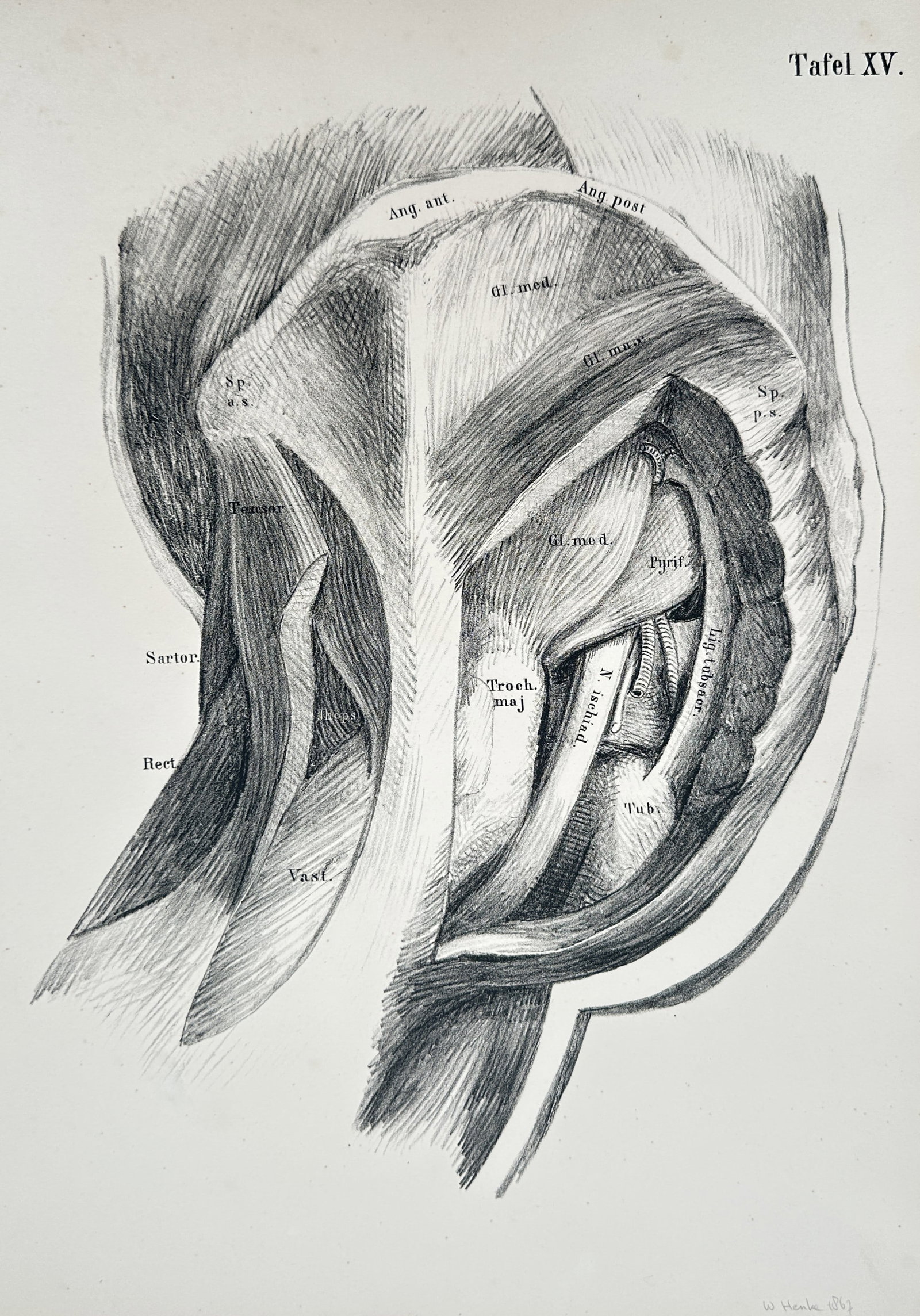 Wilhelm von Henke – Anatomical Study of the Deep Gluteal Muscles and Sciatic Nerve – Lithograph: "Tafel XV" This work features a medical anatomical illustration documenting the deep muscular structures, ligaments, and neural paths of the human hip and gluteal region. The composition uses precise 
