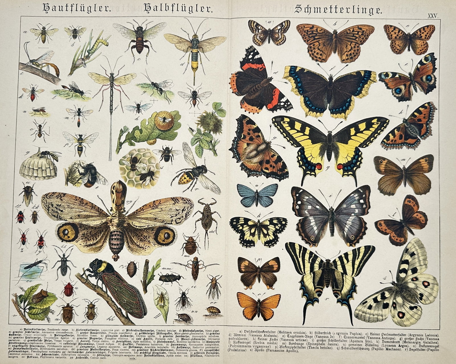 Gotthilf Heinrich von Schubert – Hymenoptera, Hemiptera, and Butterflies – Lithograph (1880): "Hymenoptera, Hemiptera, and Butterflies" features a series of detailed zoological illustrations displaying numerous specimens of insects including butterflies, moths, cicadas, bees, wasps, and their 