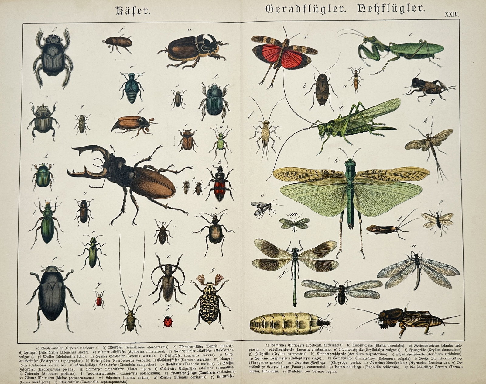 Gotthilf Heinrich von Schubert – Beetles, Orthoptera, and Neuroptera – Lithograph (1880) (1 of 2)