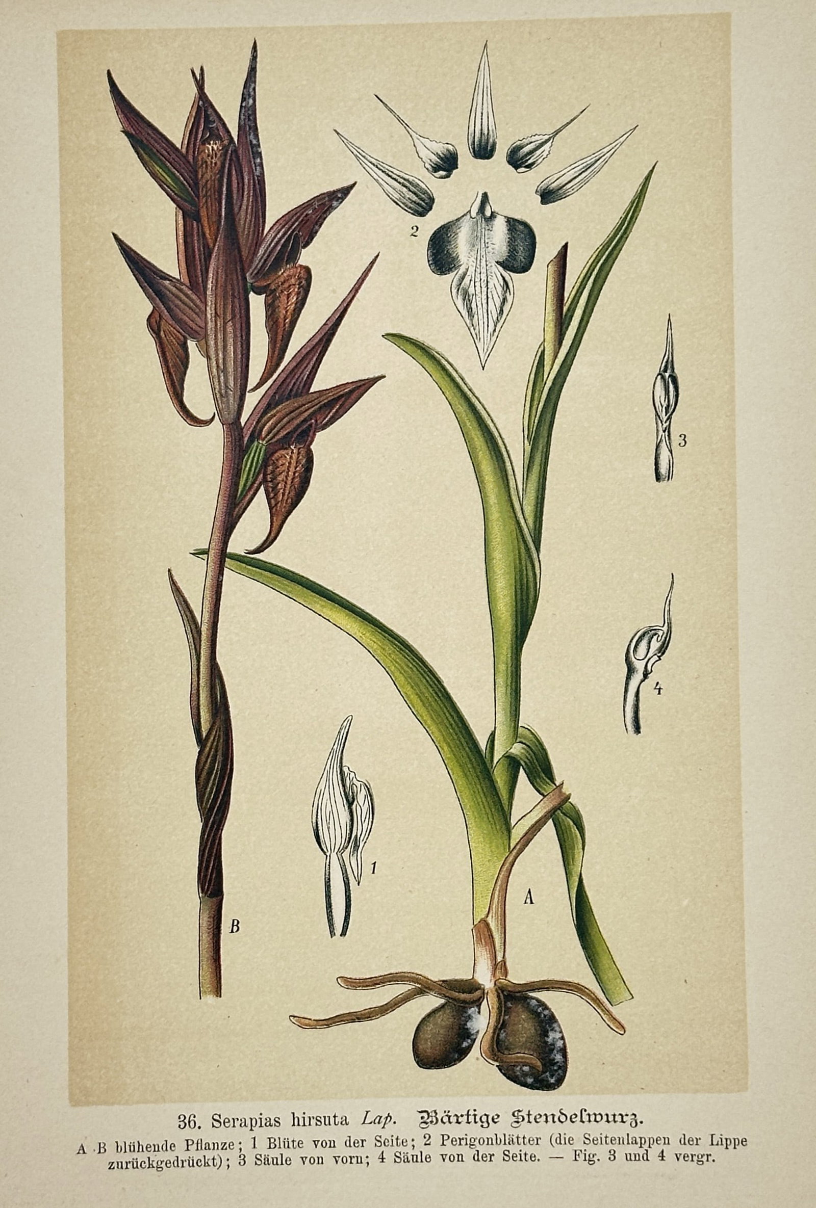 Max Schulze – Hairy Serapias – Lithograph (1894): "Hairy Serapias" features a detailed botanical illustration displaying the anatomical structure of the Serapias hirsuta plant, including its root tubers, pointed leaves, and distinctive pointed orchid