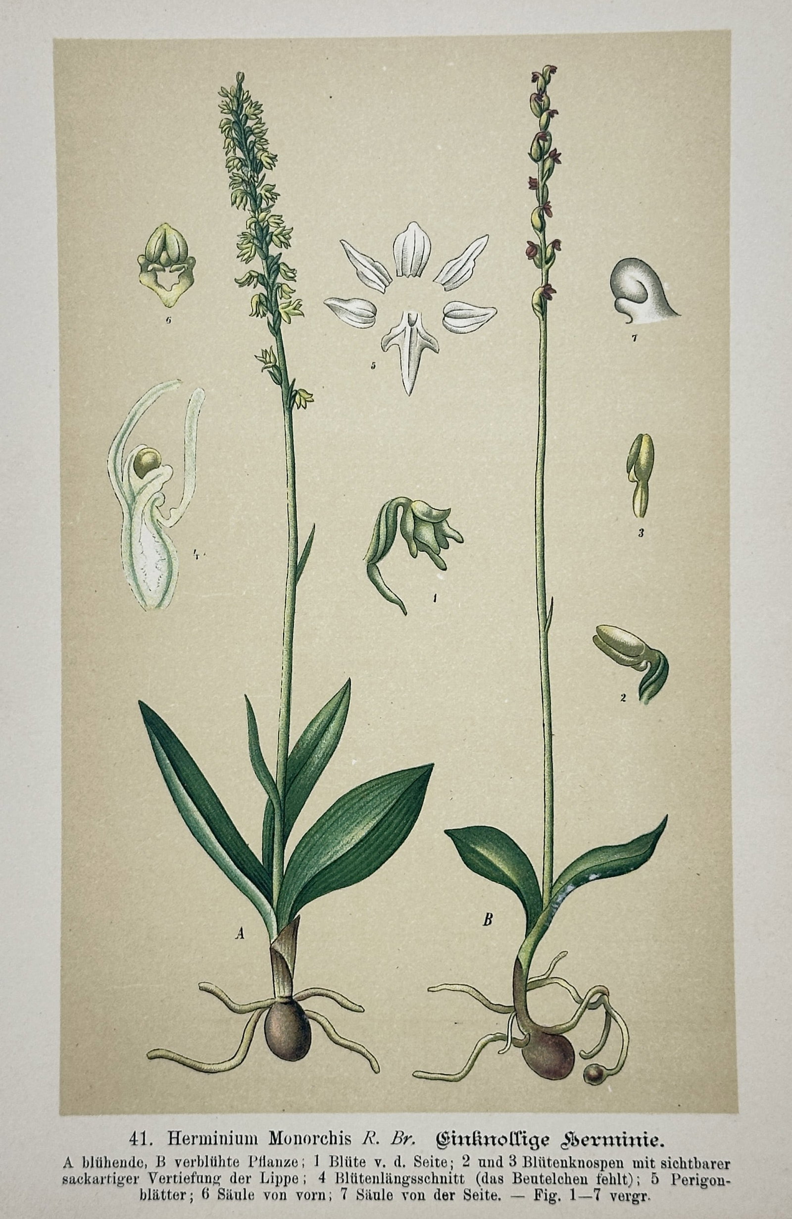 Max Schulze – Musk Orchid – Lithograph (1894): "Musk Orchid" features a detailed botanical illustration displaying the anatomical structure of the Herminium monorchis plant, including its root system, basal leaves, and slender green flowering spik