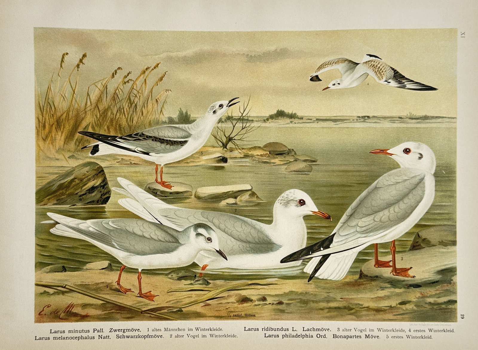 Johann Friedrich Naumann – Gulls – Lithograph (20th Century): "Gulls" features a detailed ornithological illustration displaying a group of several gulls in various plumages gathered along a shoreline and swimming in a body of water with reeds and low hills visi