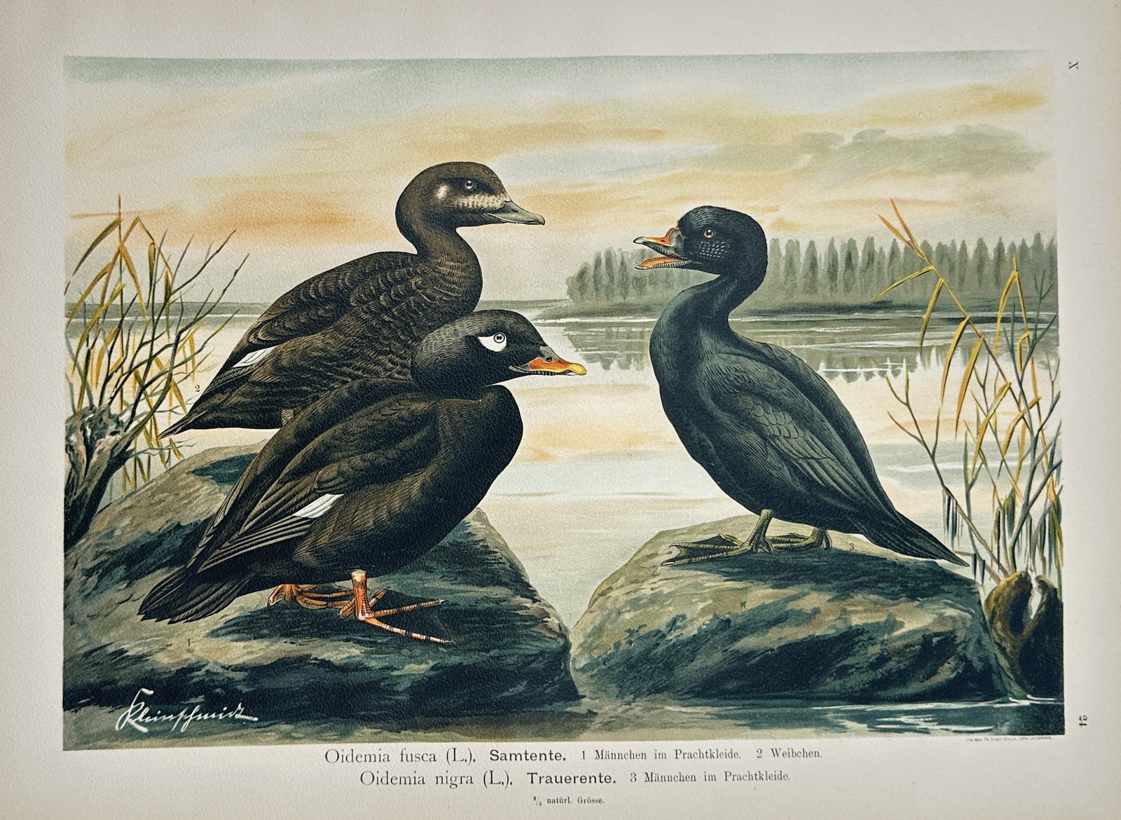 Johann Friedrich Naumann – Velvet Scoter and Common Scoter – Lithograph (20th Century): "Velvet Scoter and Common Scoter" features a detailed ornithological illustration displaying three sea ducks perched on rocky boulders at the edge of a calm lake with reeds and a distant shoreline of 