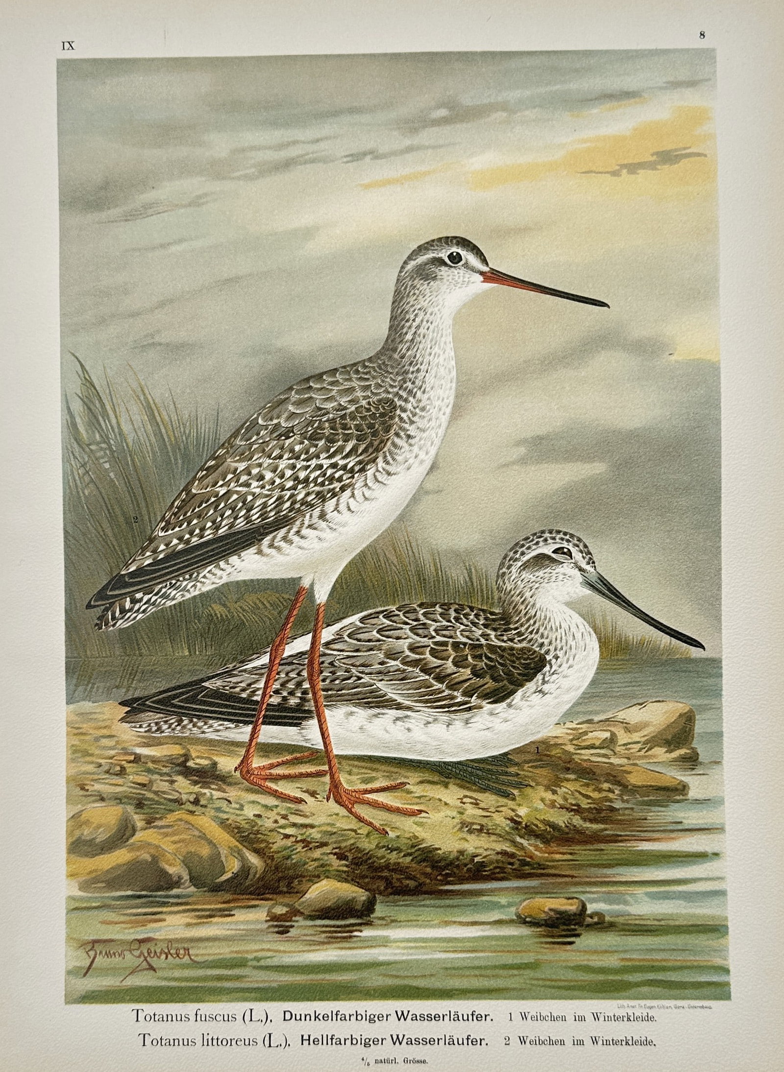 Johann Friedrich Naumann – Spotted Redshank and Common Greenshank – Lithograph: "Spotted Redshank and Common Greenshank" features a detailed ornithological illustration displaying two wading birds positioned on a rocky shore beside a calm body of water with marsh grasses visible 