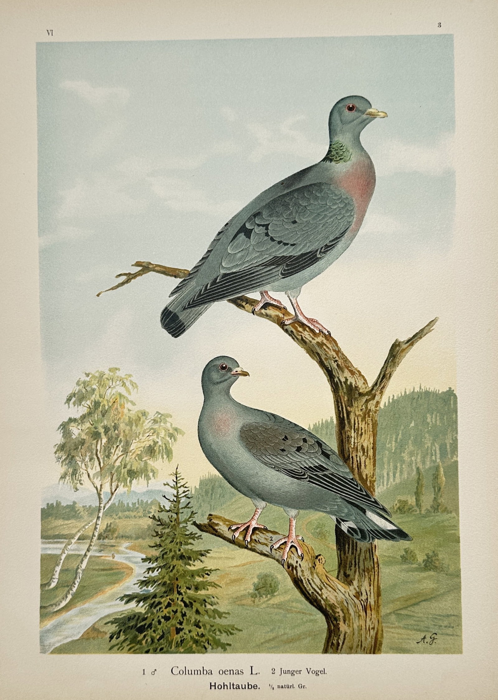 Johann Friedrich Naumann – Stock Dove – Lithograph (20th Century) (1 of 2)