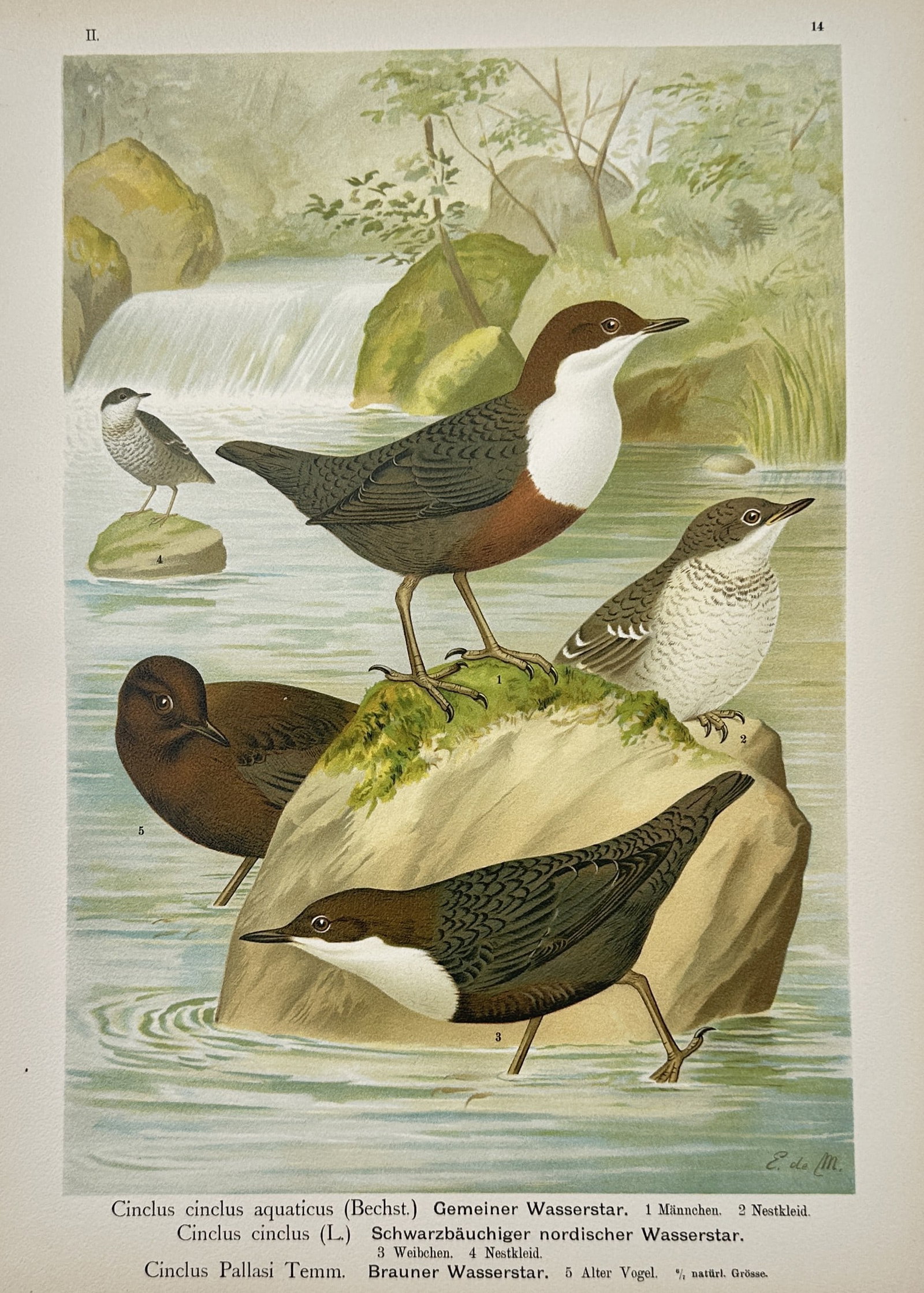 Johann Friedrich Naumann – White-Throated Dipper and Pallas's Dipper – Lithograph (20th Century): "White-Throated Dipper and Pallas's Dipper" features an ornithological illustration depicting several dippers positioned on mossy rocks within a flowing river with a waterfall visible in the backgroun