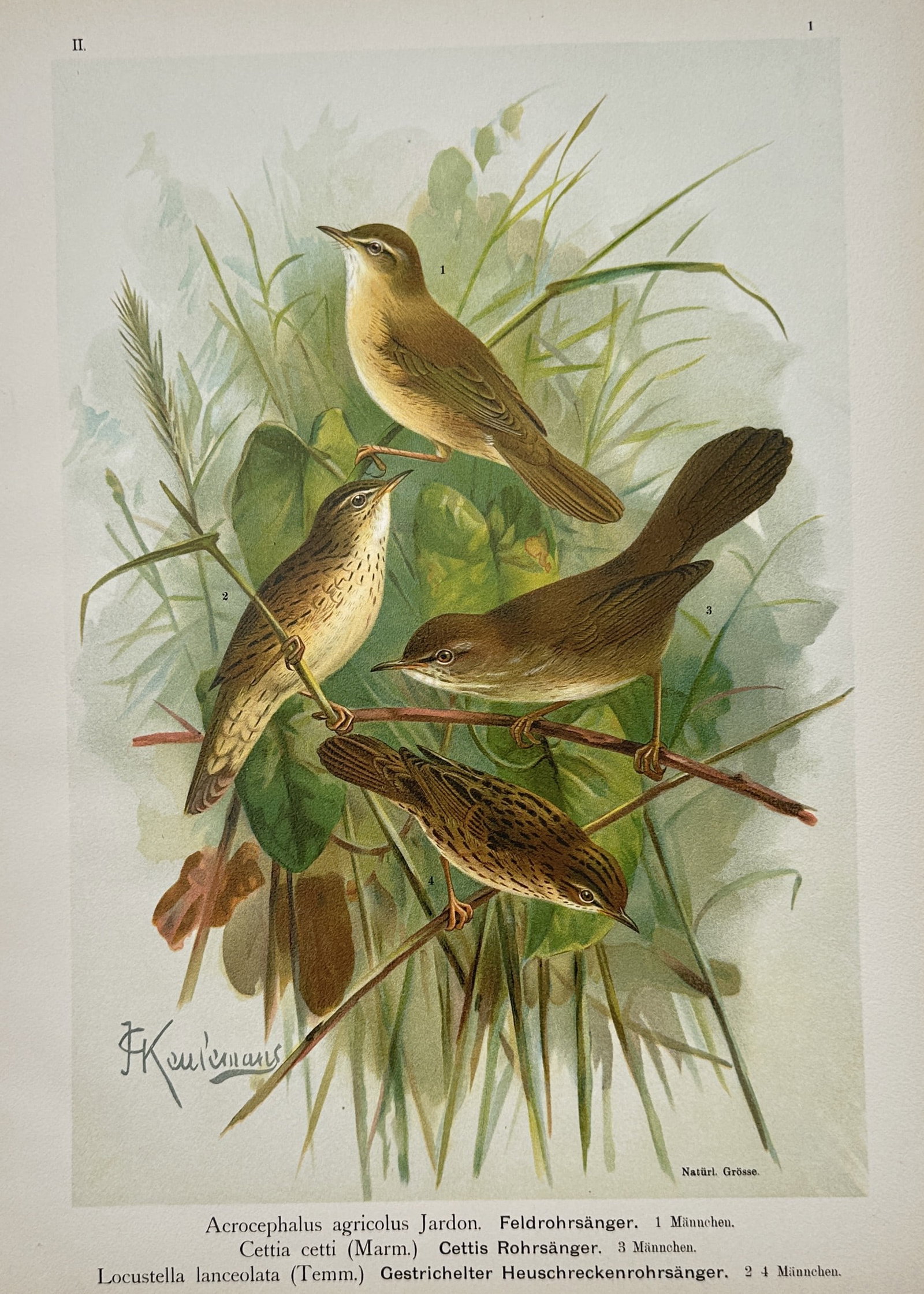 Johann Friedrich Naumann – Paddyfield Warbler, Cetti's Warbler, and Lanceolated Warbler (1 of 2)