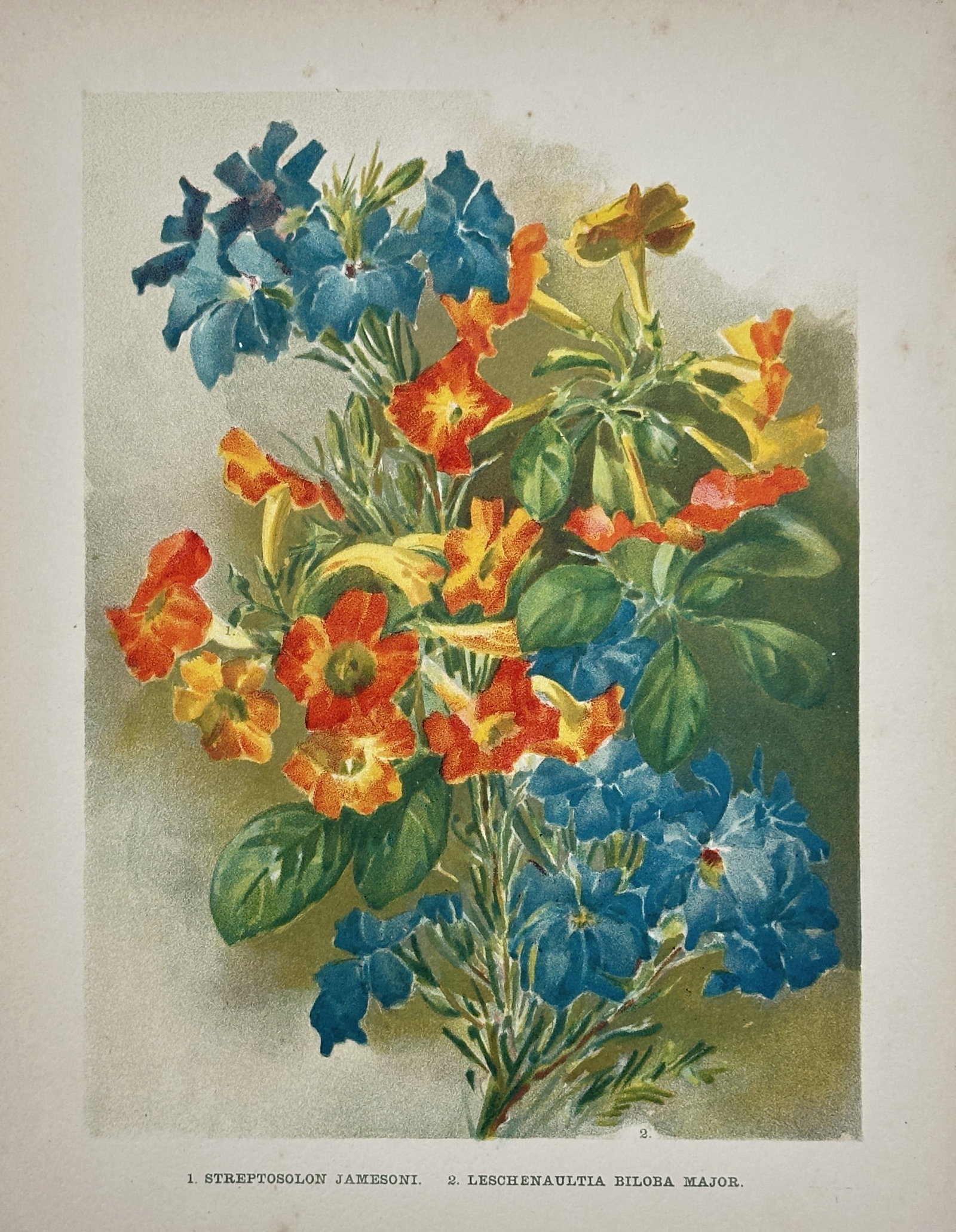 John Wright – Streptosolon Jamesonii and Leschenaultia Biloba Major – Lithograph (20th Century): "Streptosolon Jamesonii and Leschenaultia Biloba Major" This botanical illustration depicts a vibrant cluster of orange and blue blossoms interspersed with green foliage. The work serves as a detailed