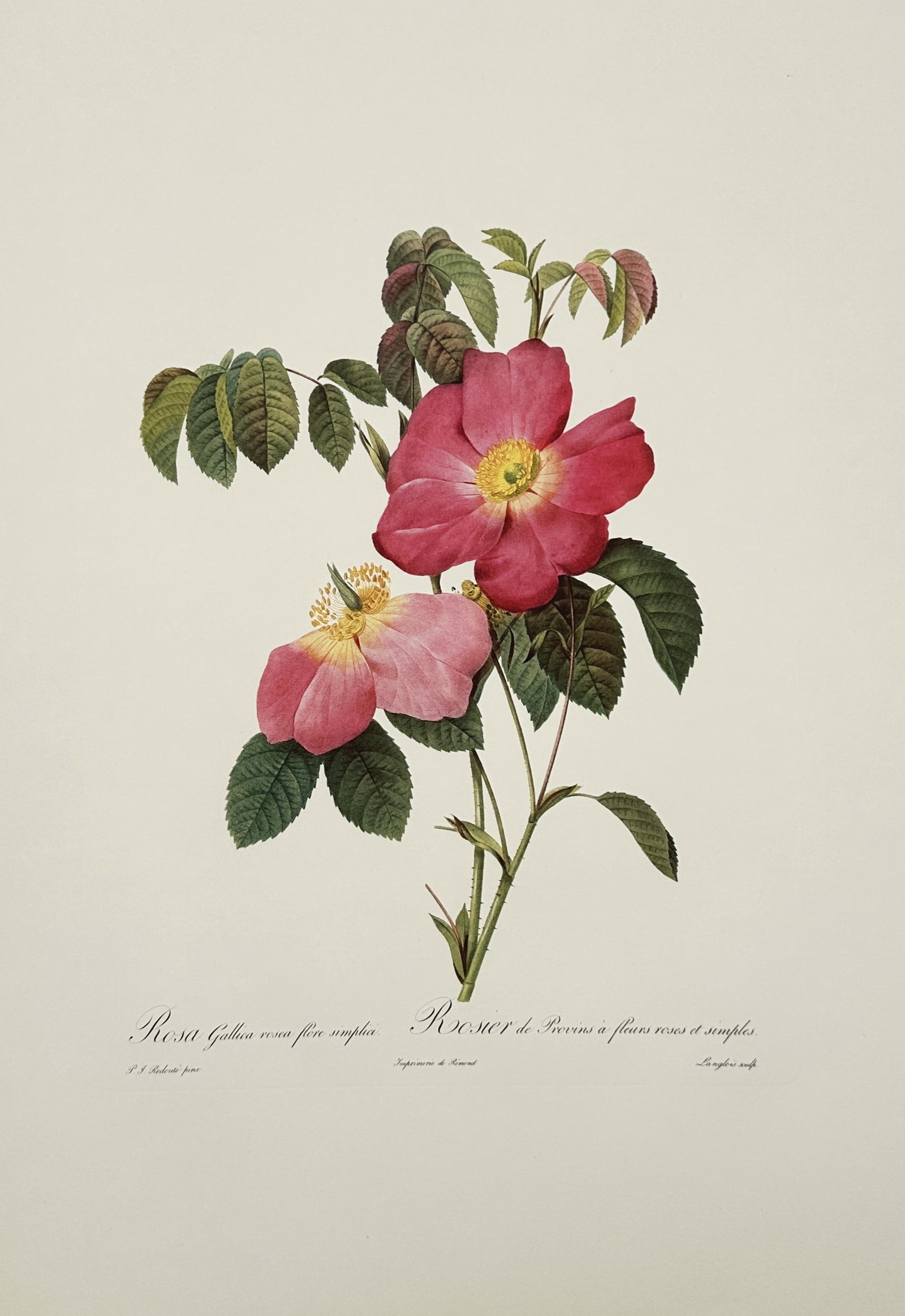 Pierre-Joseph Redouté, after – The French Rose – Offset print (20th Century): "The French Rose" This botanical print illustrates a single sprig featuring two fully open pink blossoms with prominent yellow stamens surrounded by textured green leaves against a light background. T