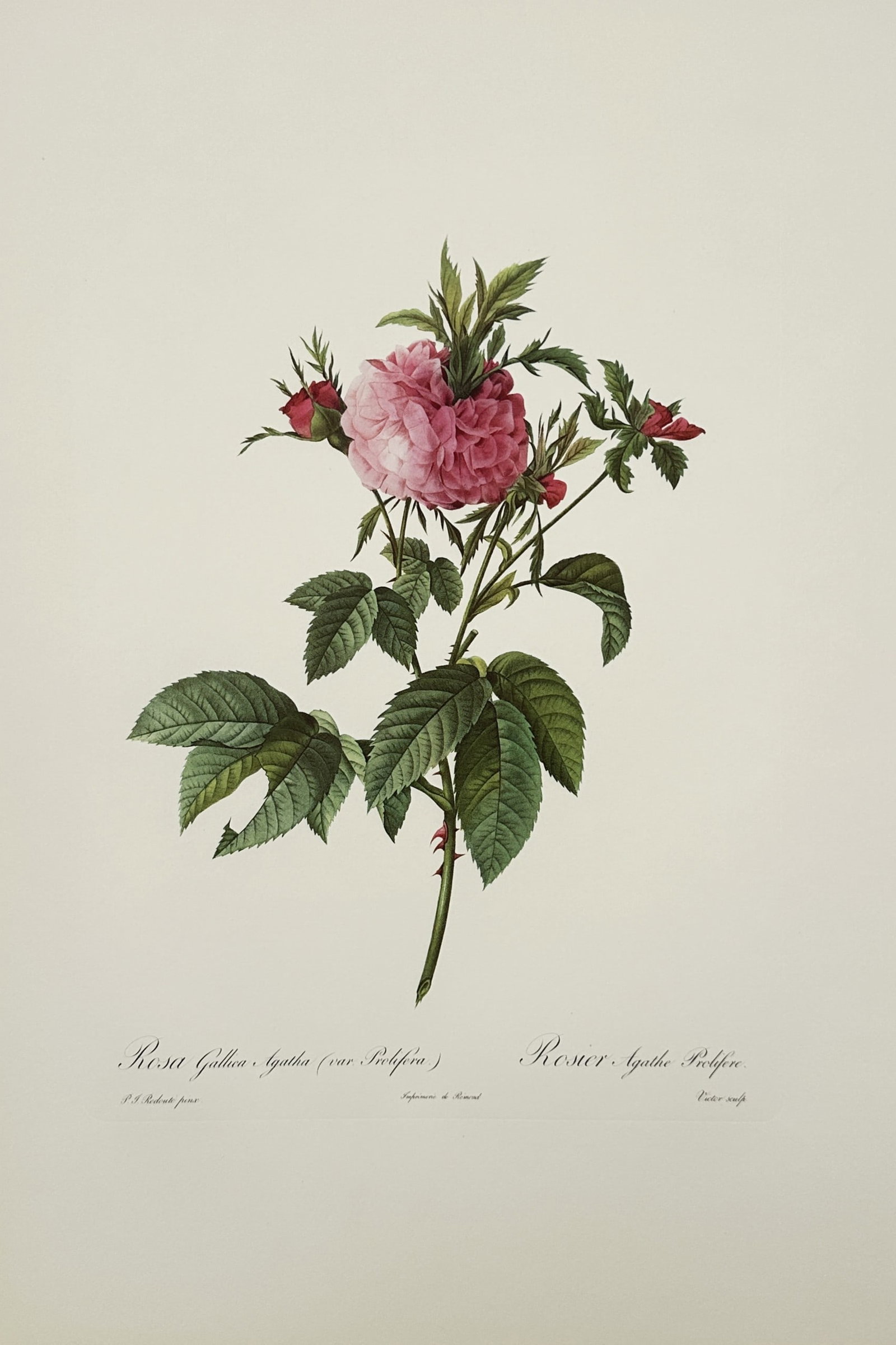 Pierre-Joseph Redouté, after – The Agatha Rose – Offset print (20th Century): "The Agatha Rose" This botanical print illustrates a single branching stem featuring a fully open pink rose blossom with dense petals accompanied by several small buds and serrated green leaves agains