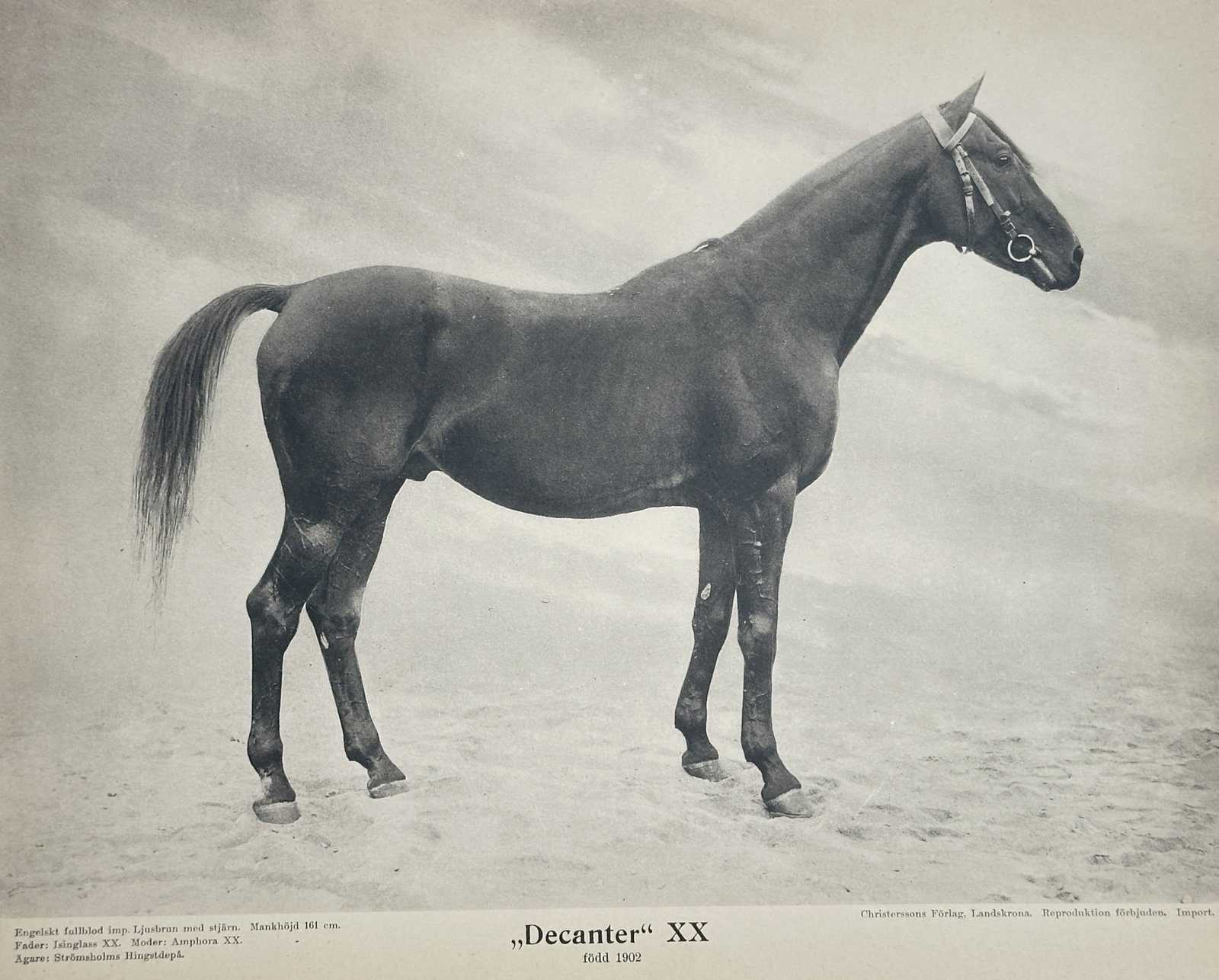 Christenssons Förlag – Decanter XX – Offset lithograph (1902): Decanter XX This work presents a study of a horse standing in profile against a textured ground and cloudy sky background. The composition includes printed biographical details and lineage description