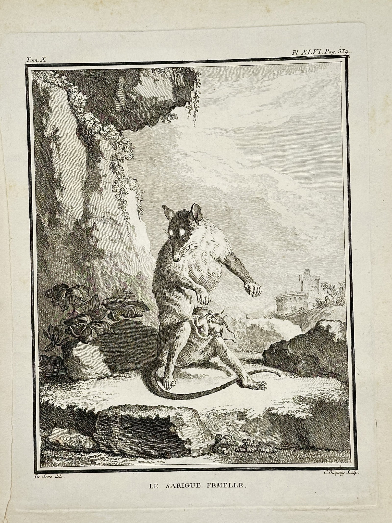 George Louis Leclerc Comte de Buffon – The Female Opossum – Engraving (18th Century): "The Female Opossum" This natural history study portrays a marsupial with its young standing on rocky ground beneath a cliffside with distant architectural ruins under a cloudy sky. The composition fo