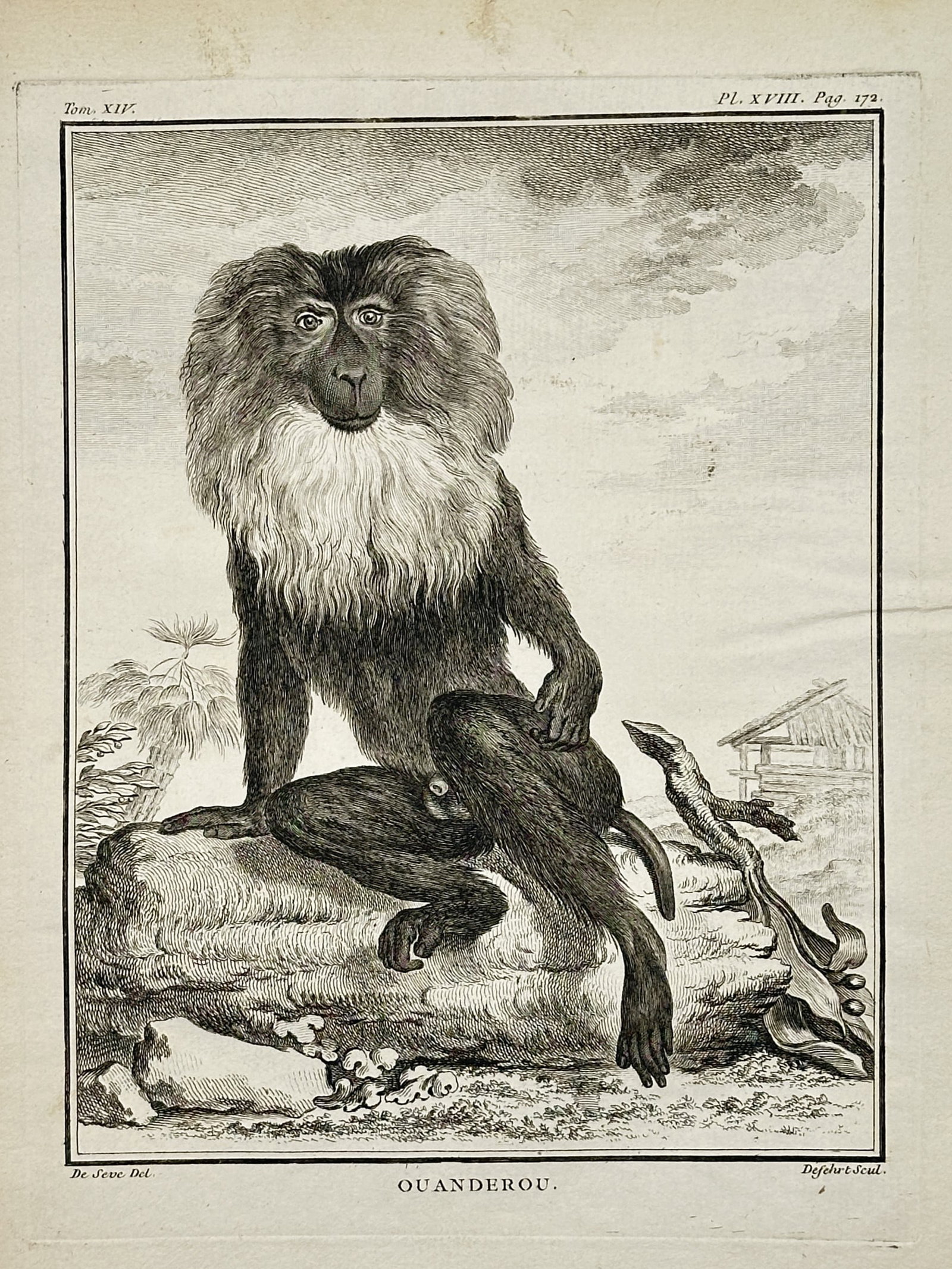 George Louis Leclerc Comte de Buffon – The Wanderoo – Engraving (18th Century): "The Wanderoo" This natural history study portrays a maned primate seated on a rocky ledge with tropical trees and a traditional dwelling visible in the background under a cloudy sky. The composition 