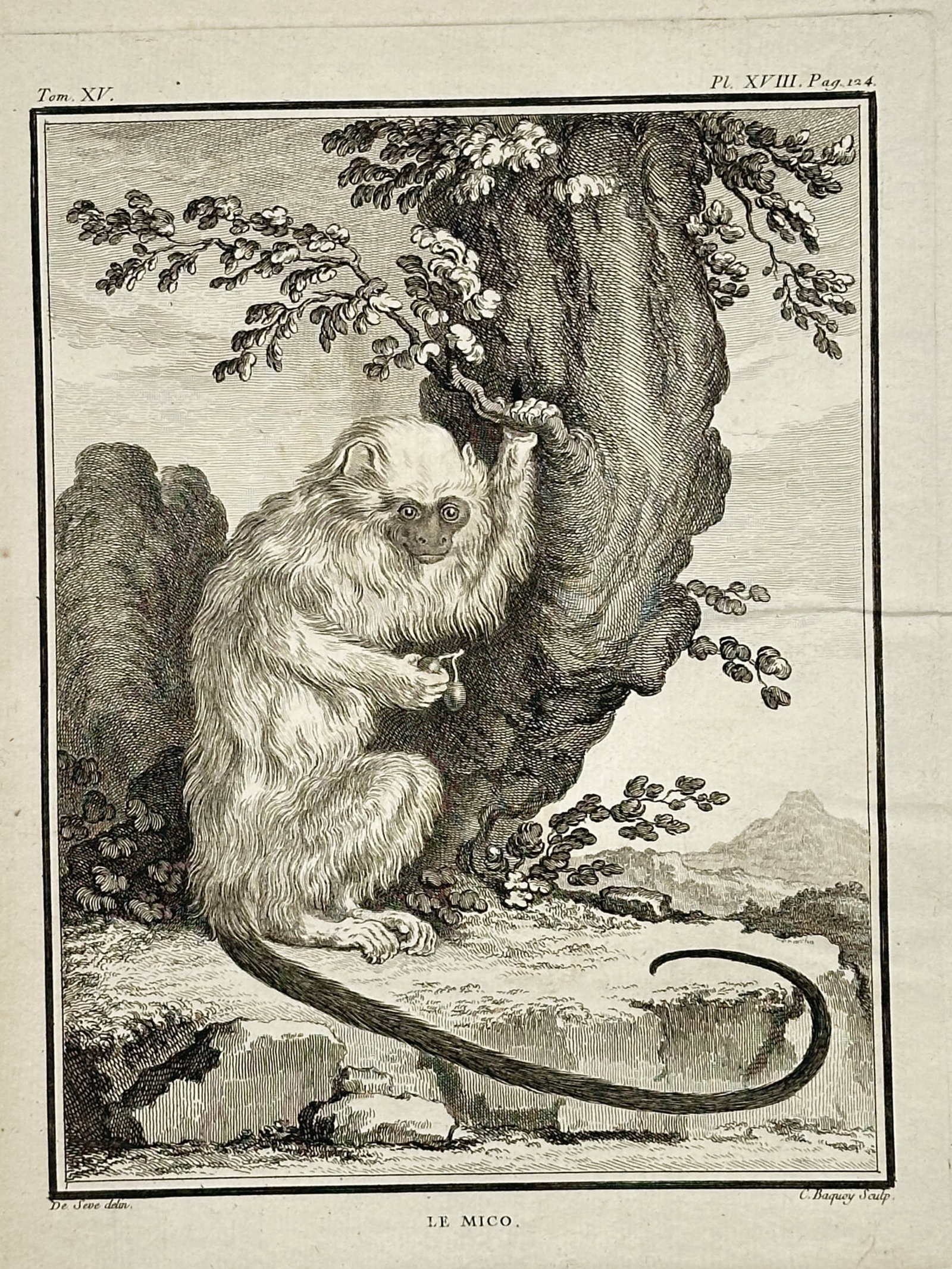 George Louis Leclerc Comte de Buffon – The Mico – Engraving (18th Century): "The Mico" This natural history study portrays a long-tailed primate perched on a rocky ledge next to a large tree trunk with leafy branches and a distant landscape under a cloudy sky. The composition