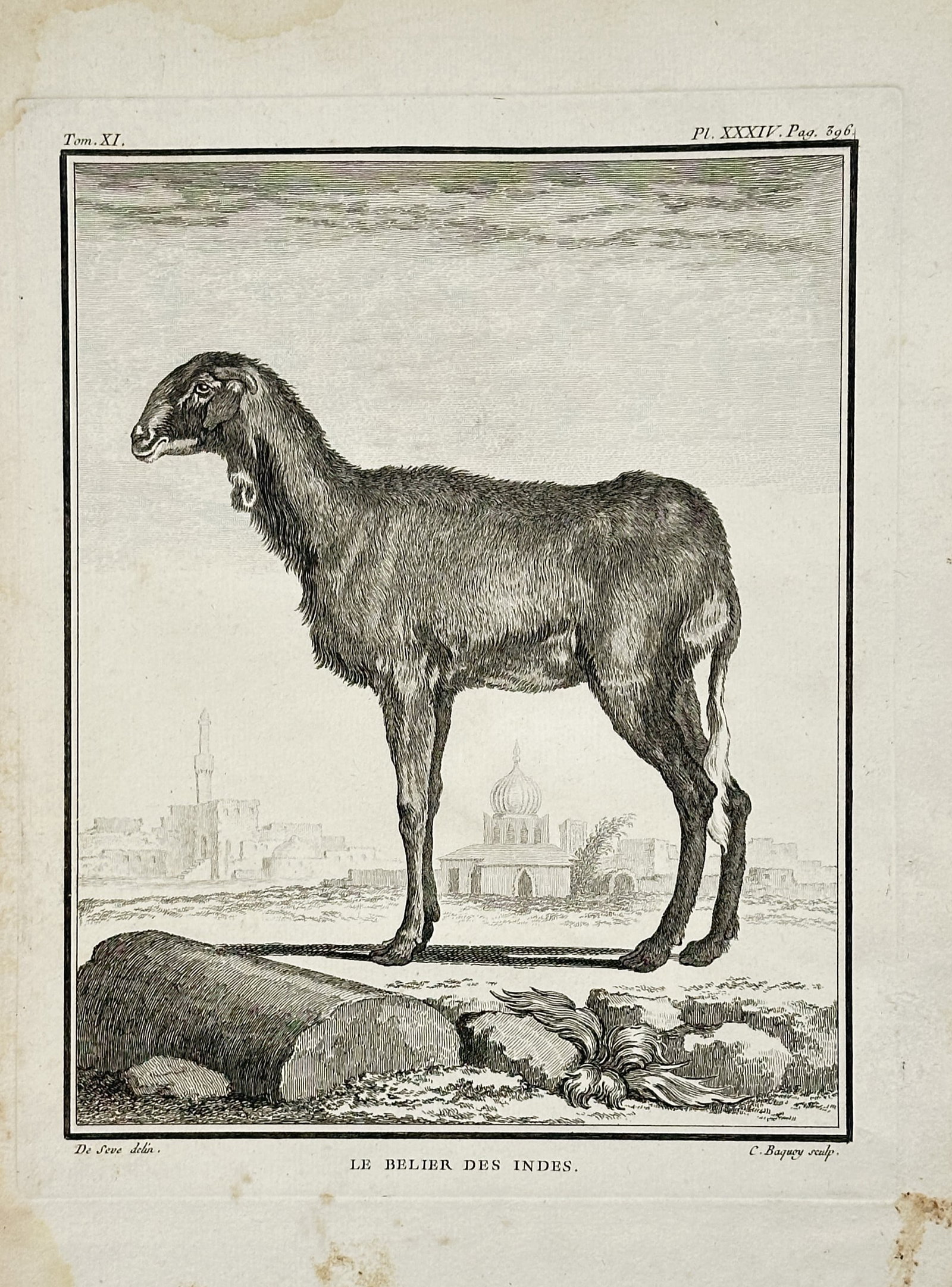 George Louis Leclerc Comte de Buffon – The Indian Ram – Engraving (18th Century) (1 of 2)