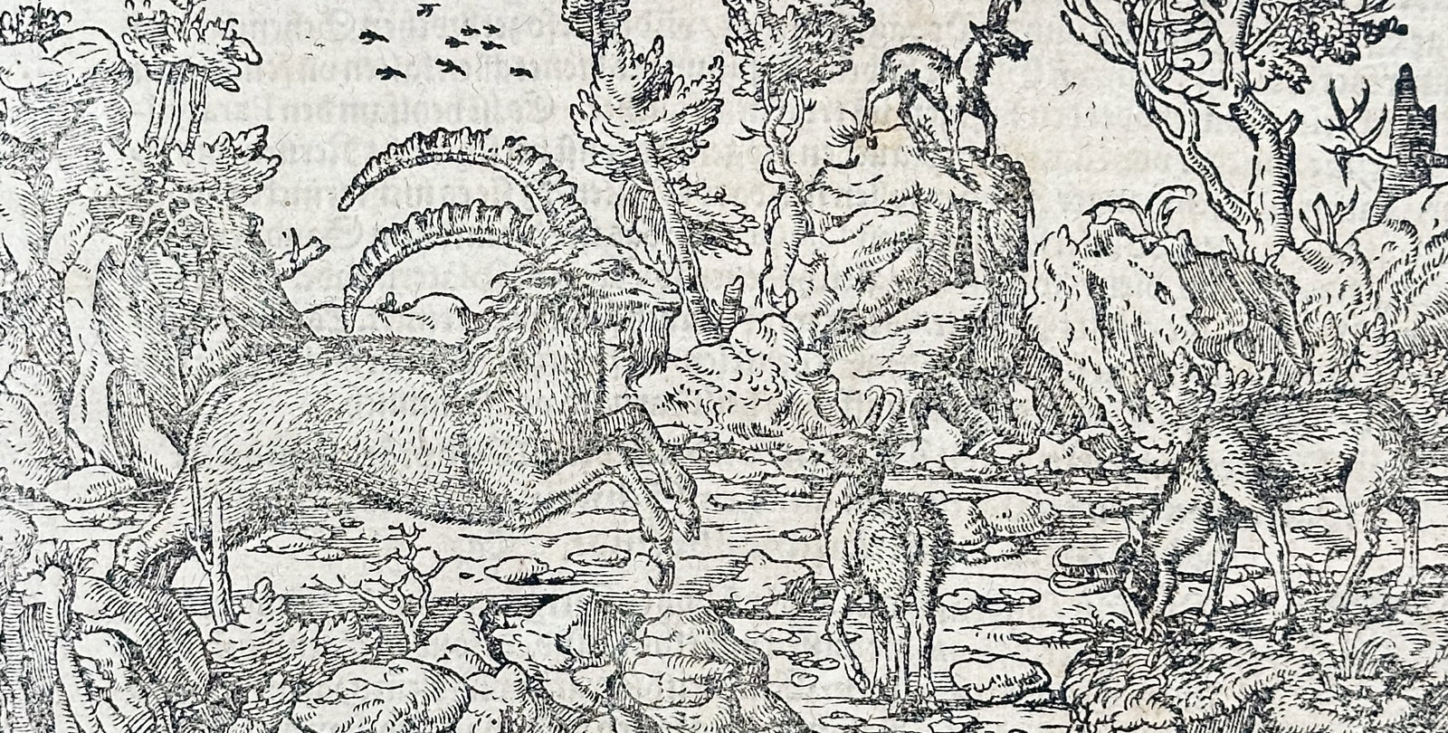 Sebastian Munster – Ibex and Chamois in Alpine Landscape – Woodcut: The Third Book This historical text page features a natural history illustration depicting horned ibexes and chamois traversing a steep, rocky mountain environment. The composition pairs a block of Ge